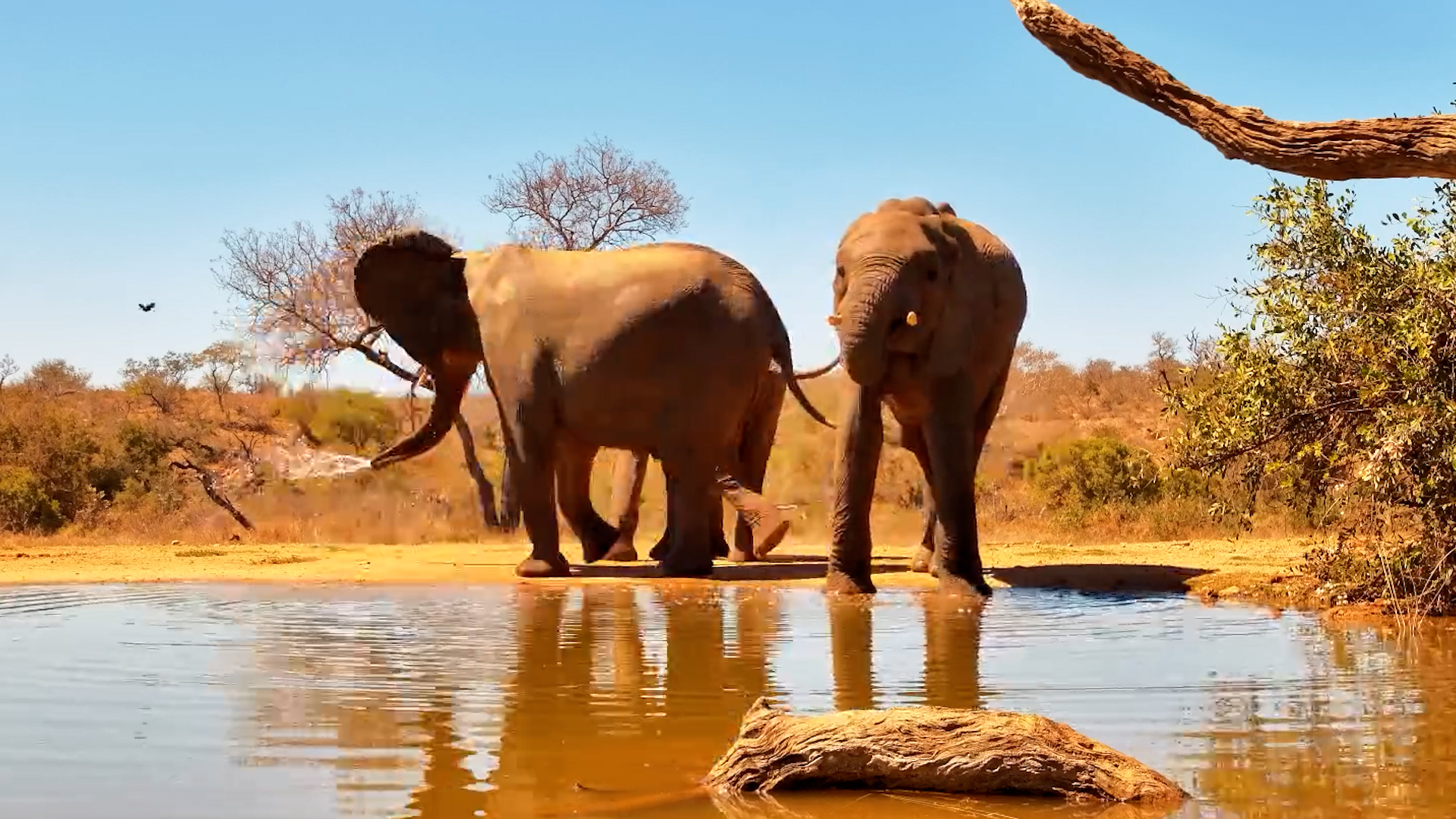 A Peaceful Drink With Three Elephants