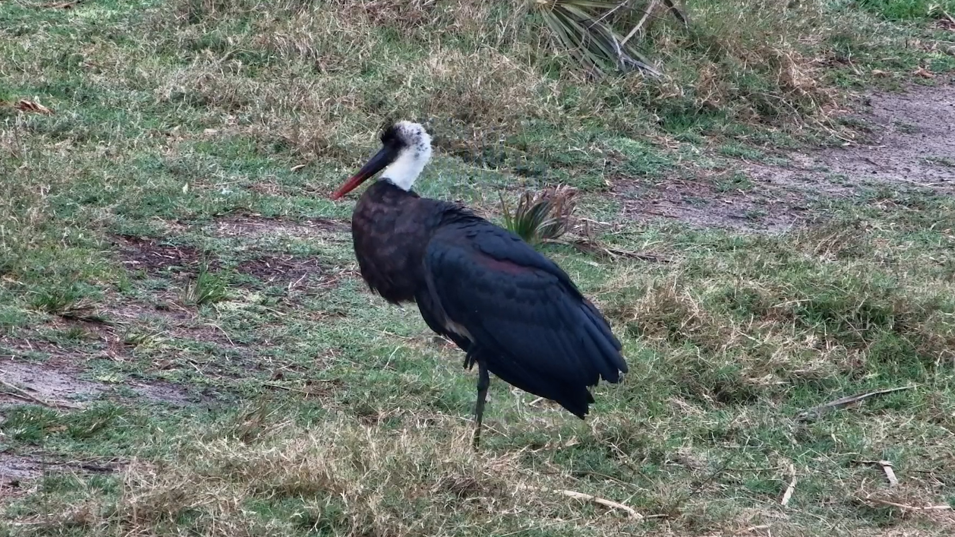 Woolly-Necked Stork Gets Itself Ready for the Day