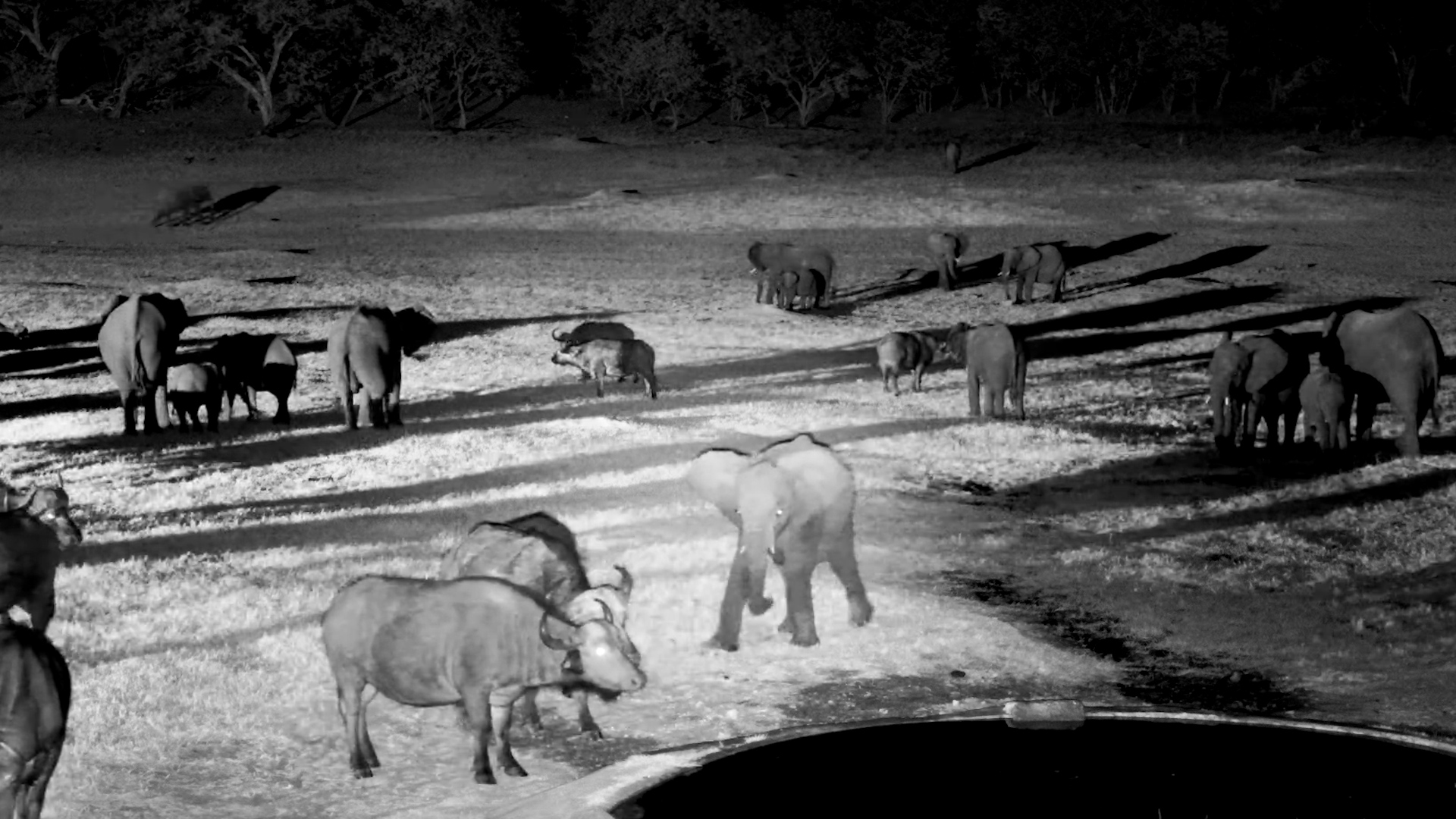 These Young Elephants Are Looking for Trouble