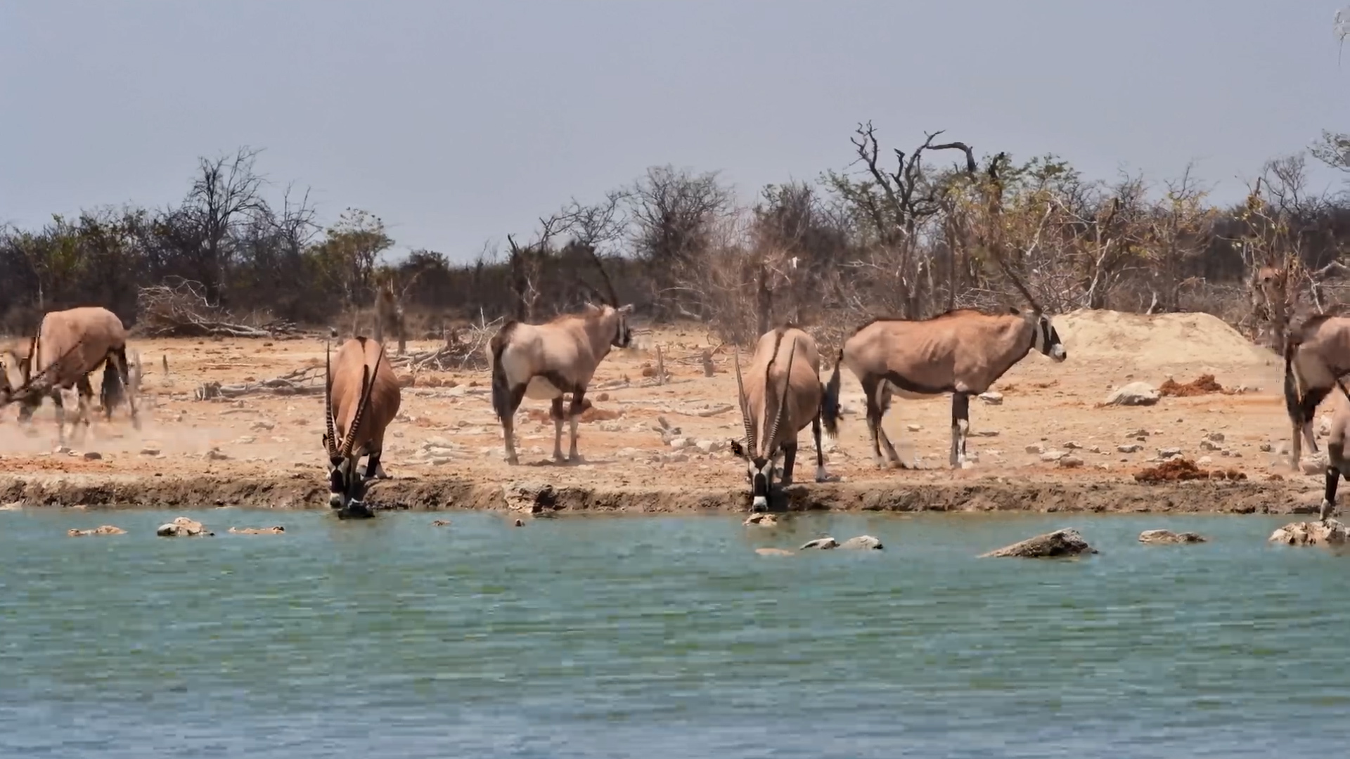 Can These Oryx Catch a Break?!