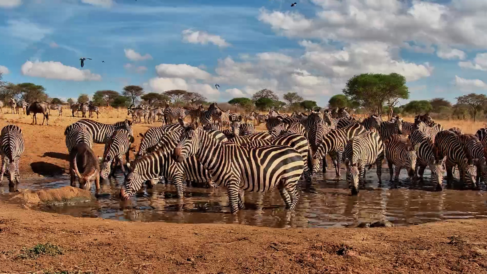 Who Invited All These Zebras?!