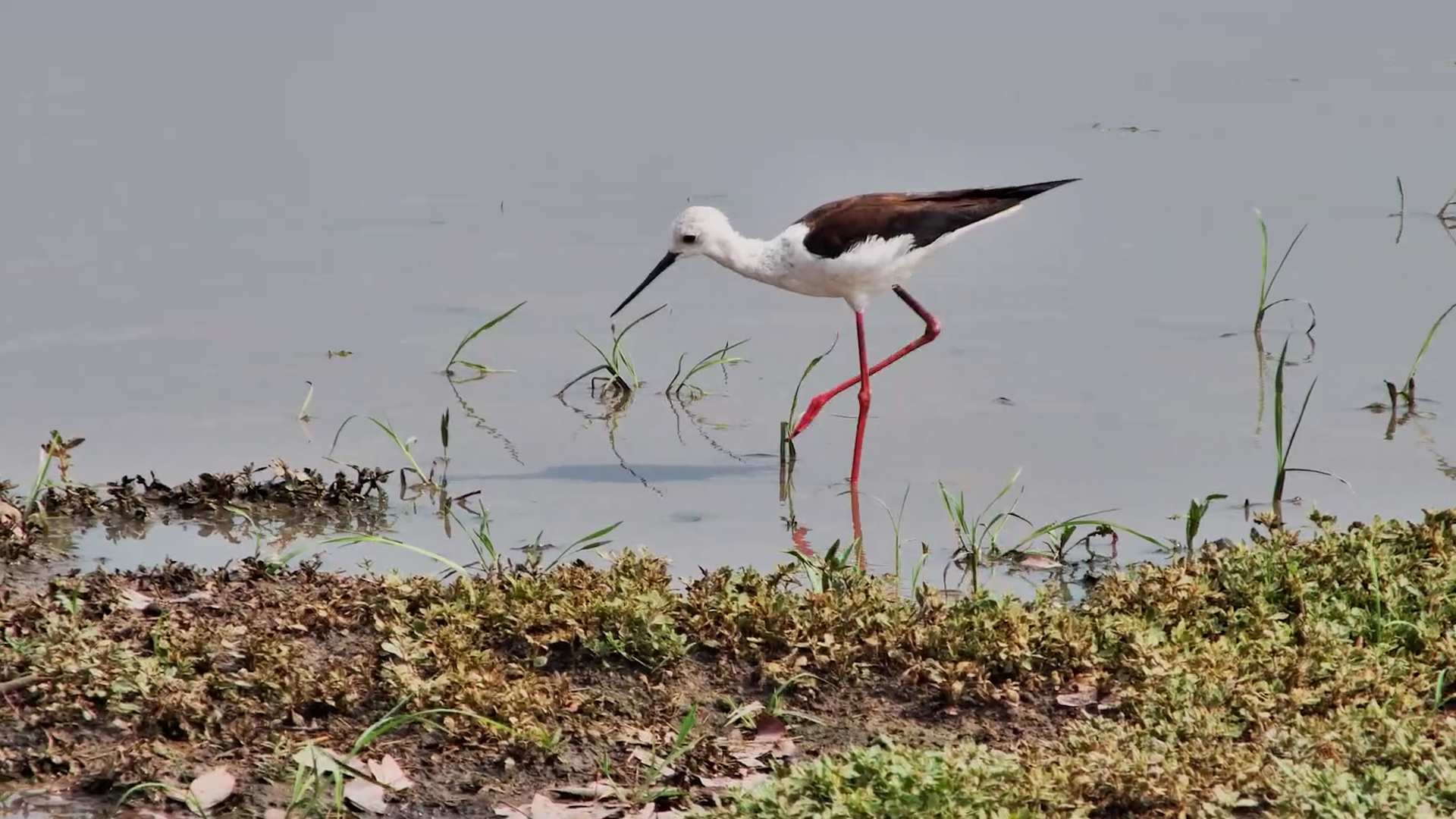 Tiny Snacks, Very Long Legs!
