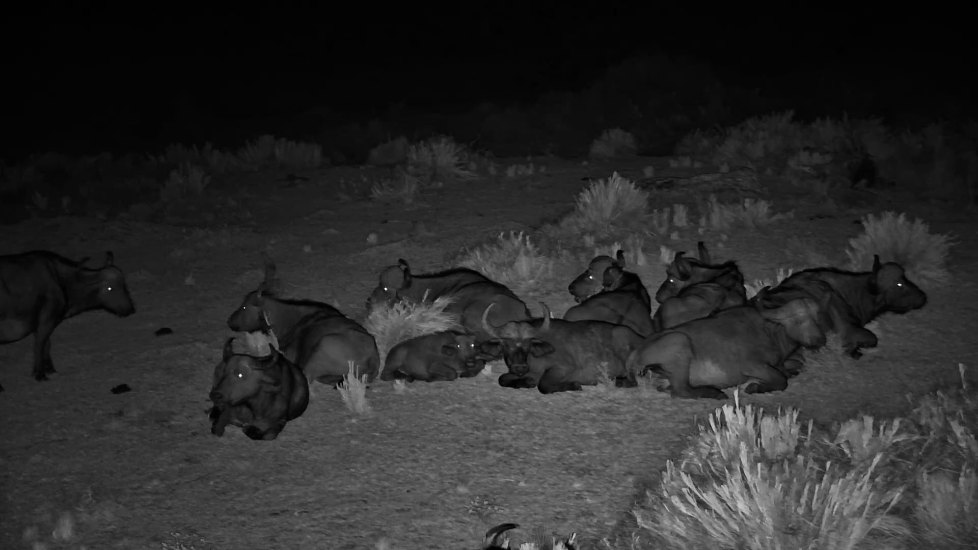 The Buffalo After-Hours Club!