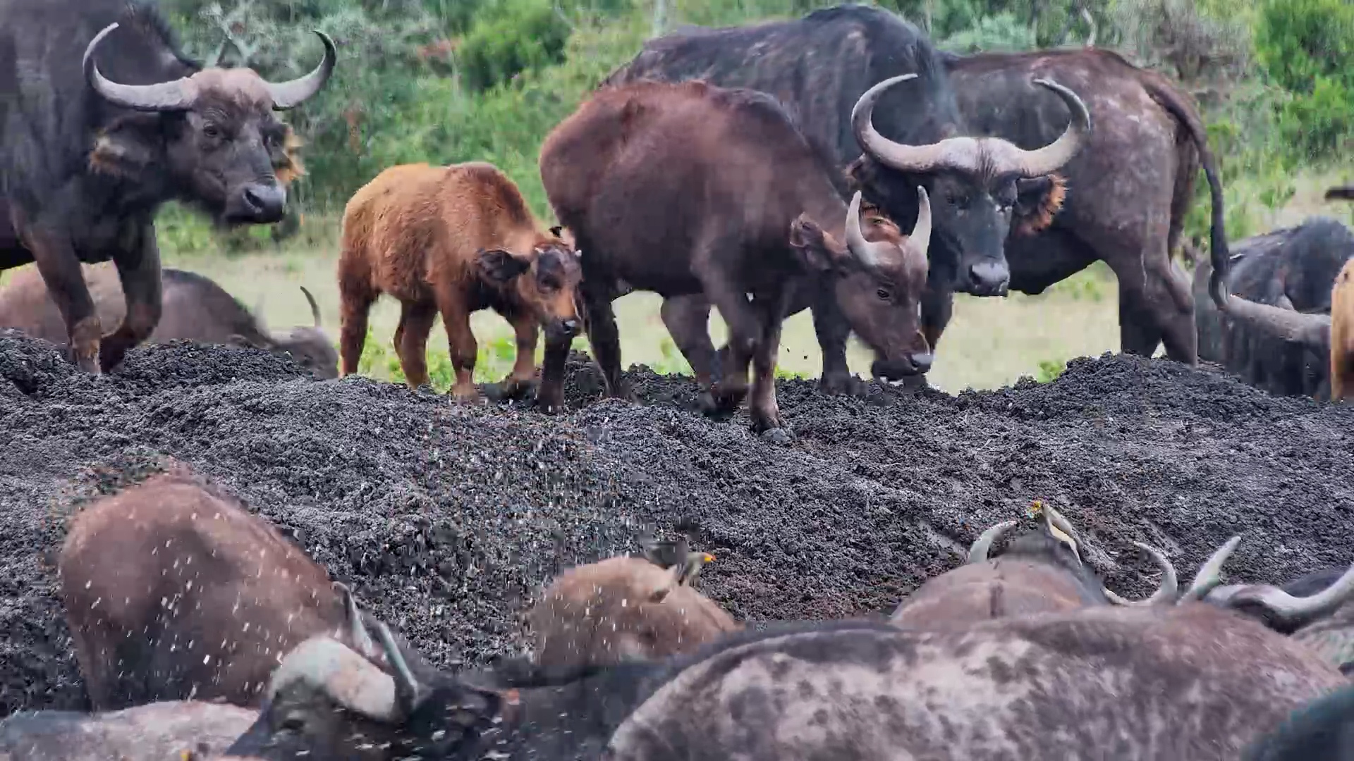 The Buffalo Have Taken Over!