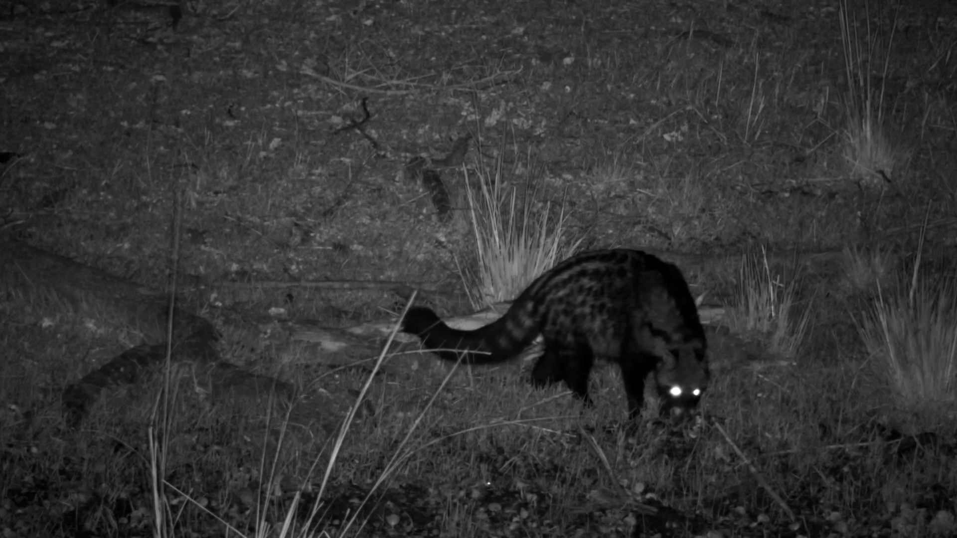 What's on the Midnight Menu For A Civet?
