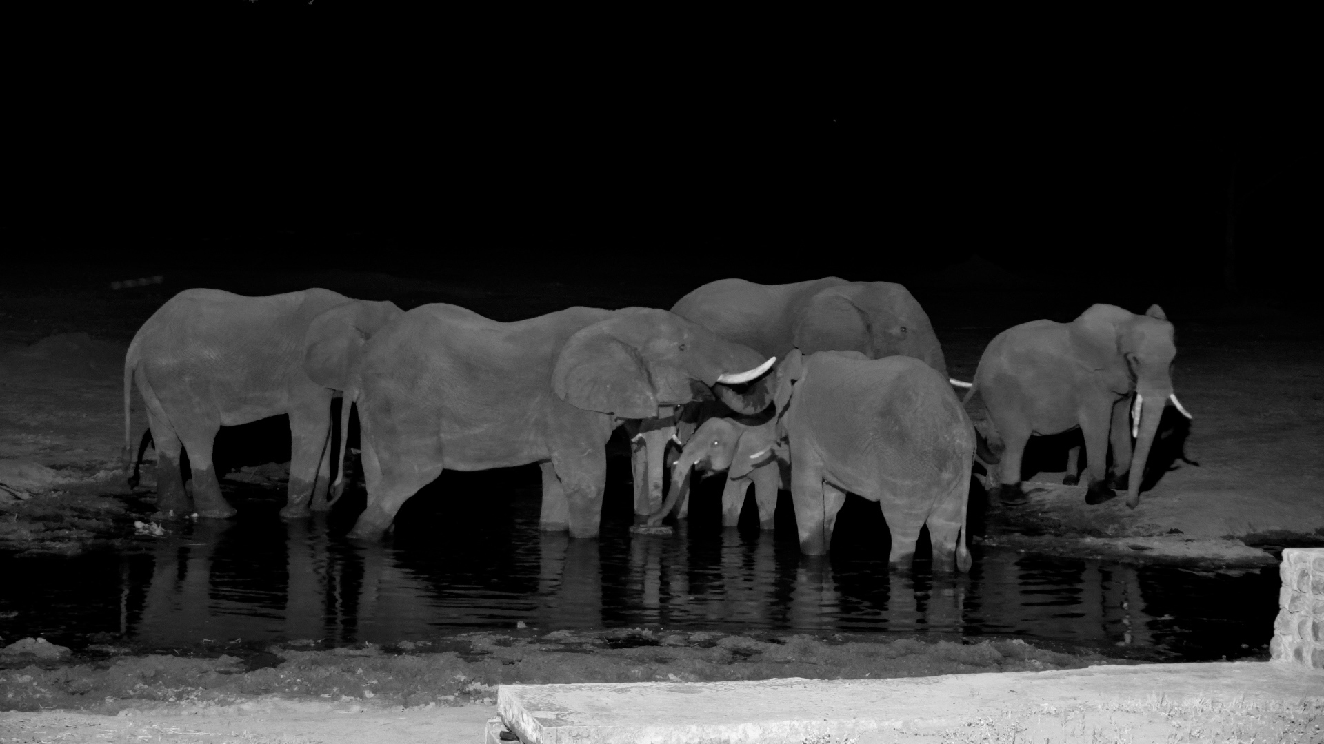 No Rush, No Fuss, Just an Elephants!