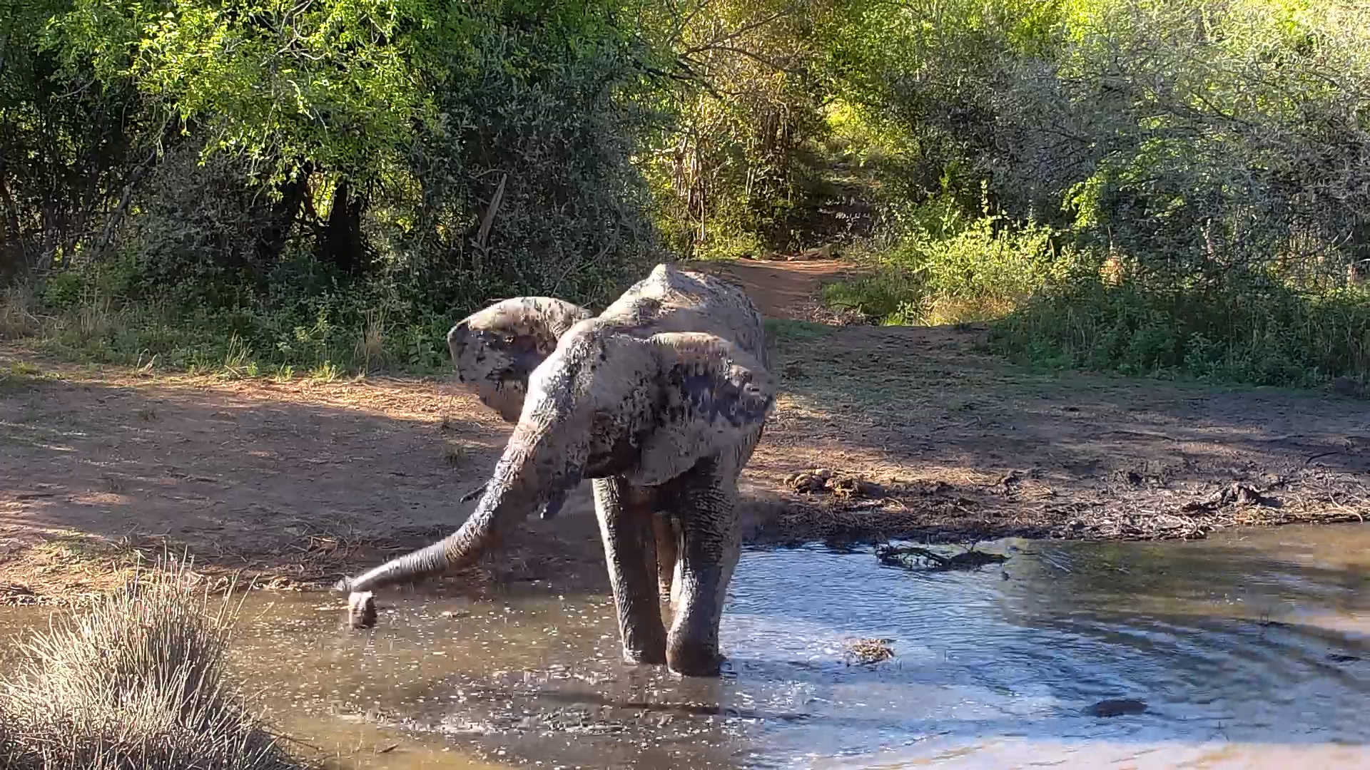 Just Add Water and an Elephant!