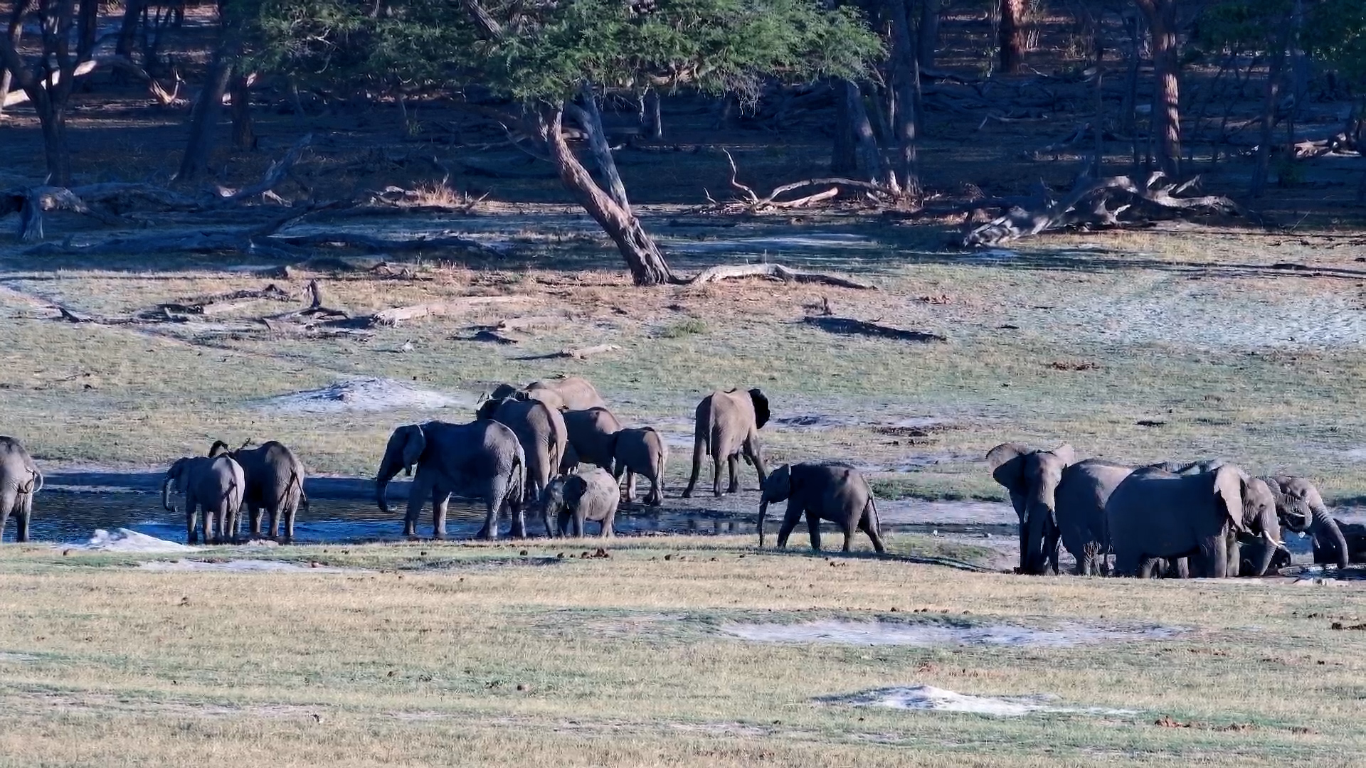 Hwange's Heavyweight Visitors Have Arrived!