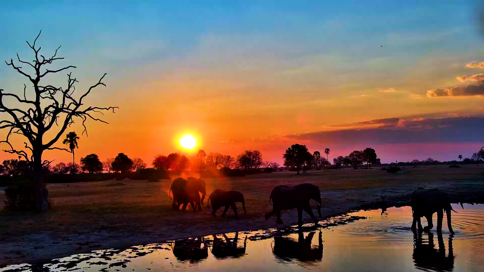 Sundowners with a Trunk!