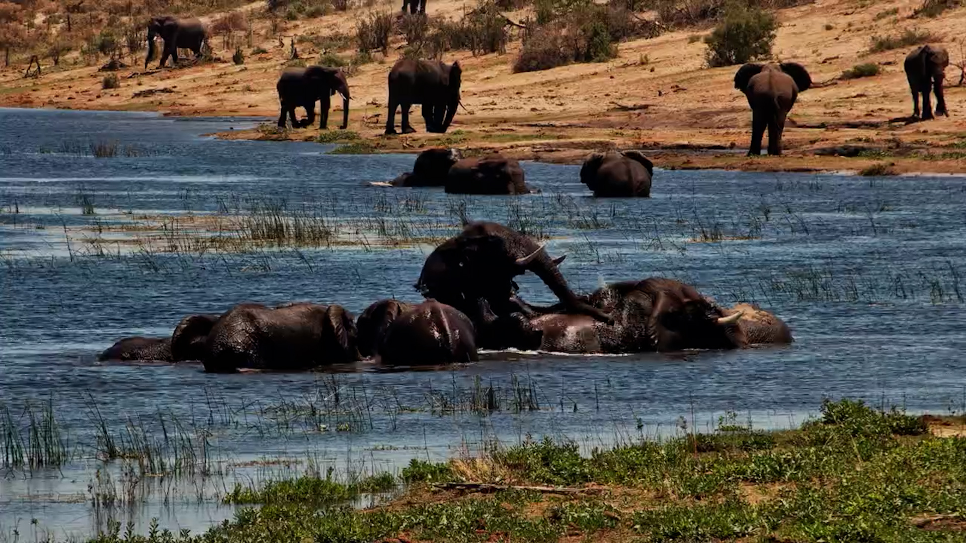 The Elephant Pool Party Is Underway!