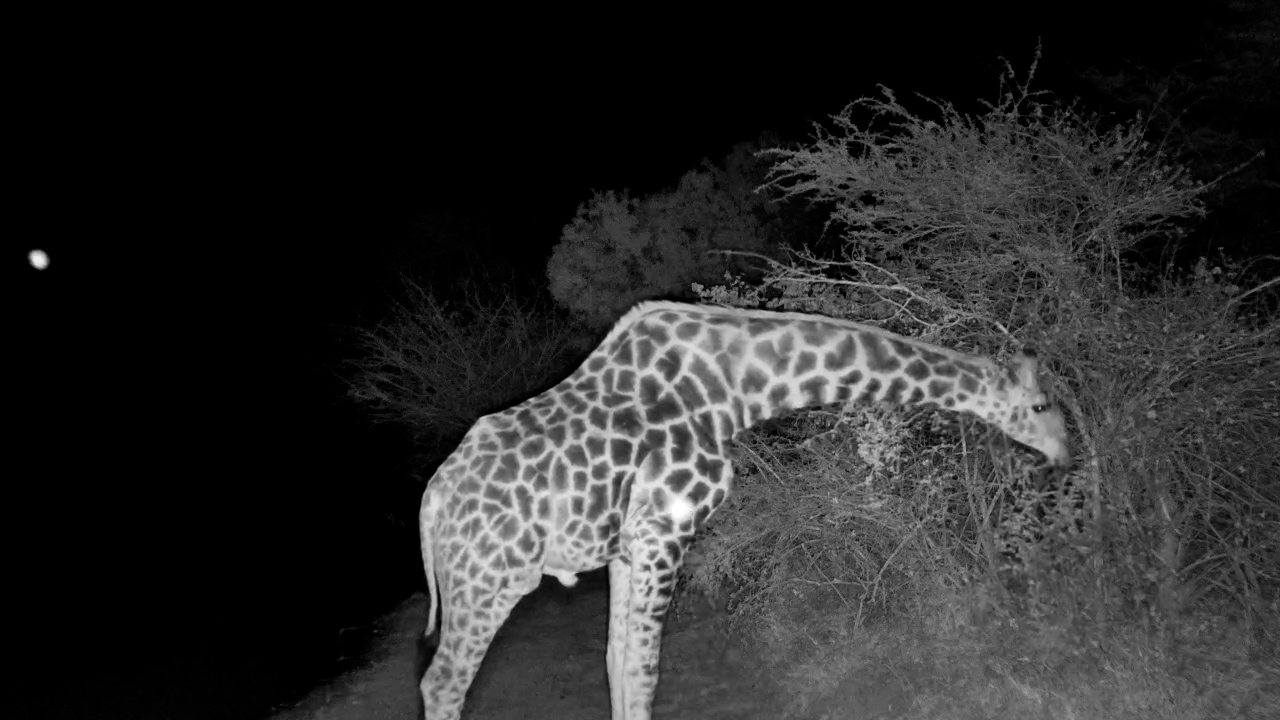 Midnight Munchies, Giraffe Style!