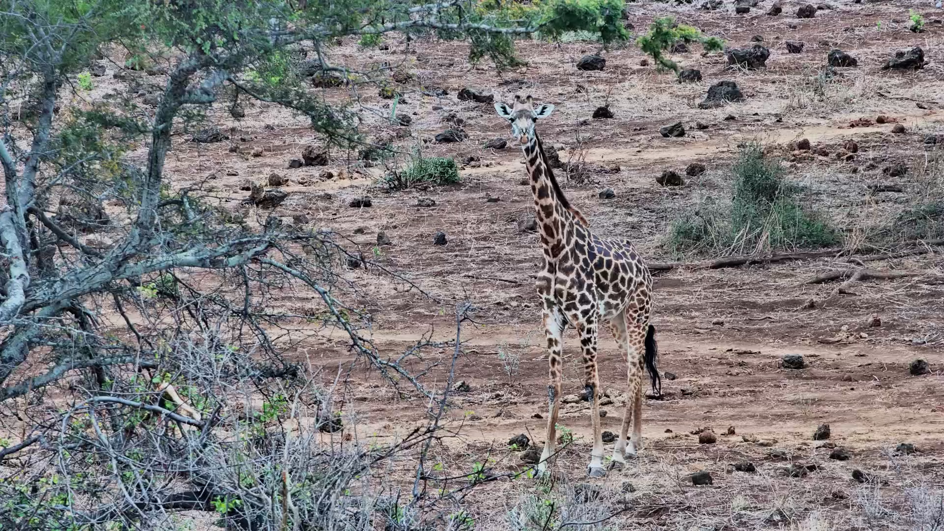 What's Caught This Giraffe's Eye?