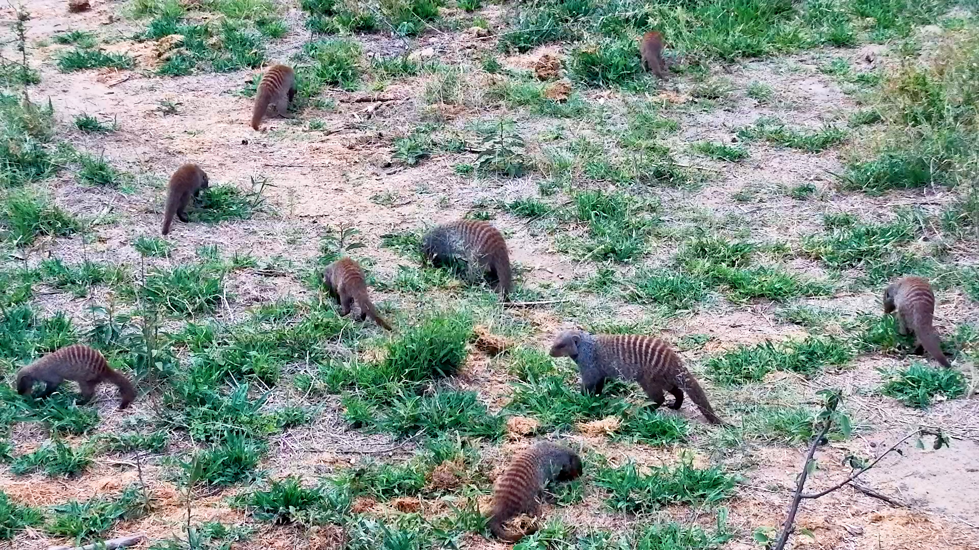 Here Comes the Mongoose Gang!