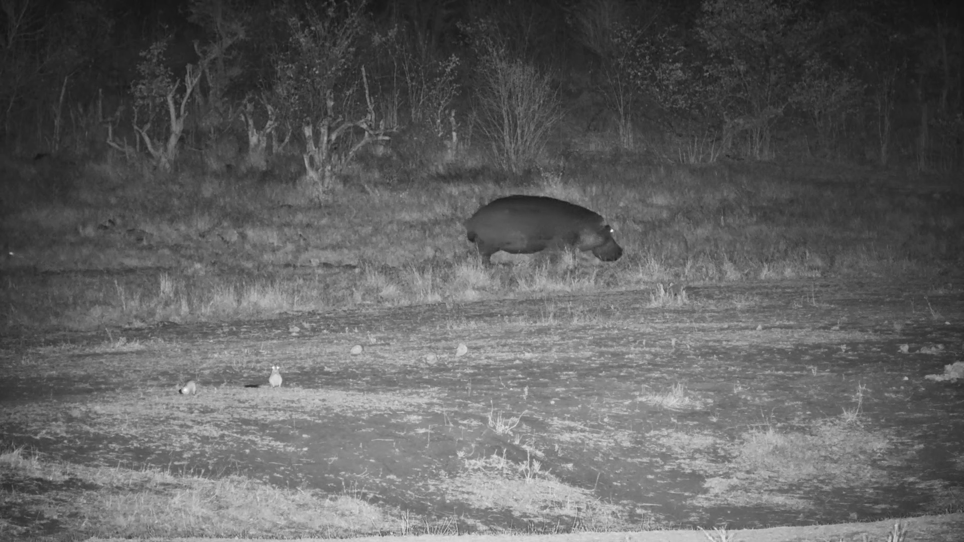 A Hippo, a Hare and a Lion?!