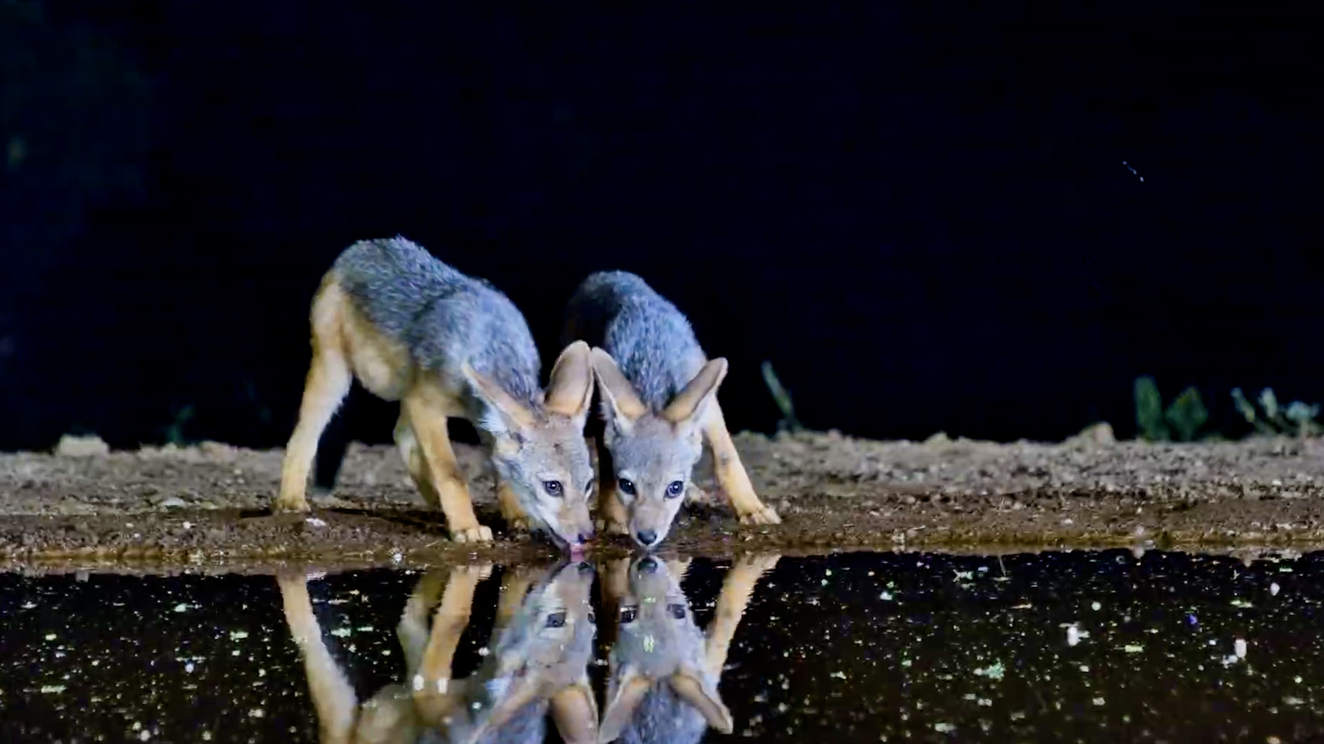 Little Jackals, Big Adventures!