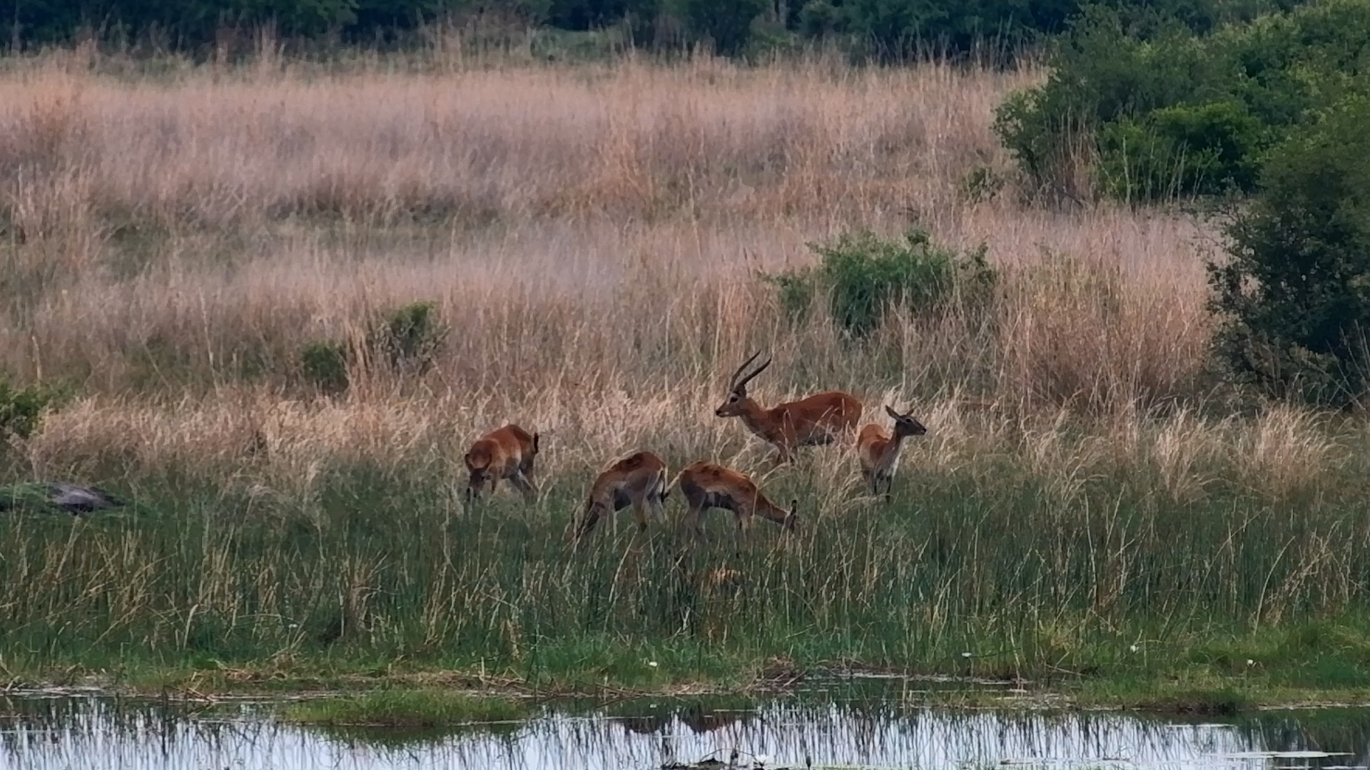 Lechwe Have Places to Be!