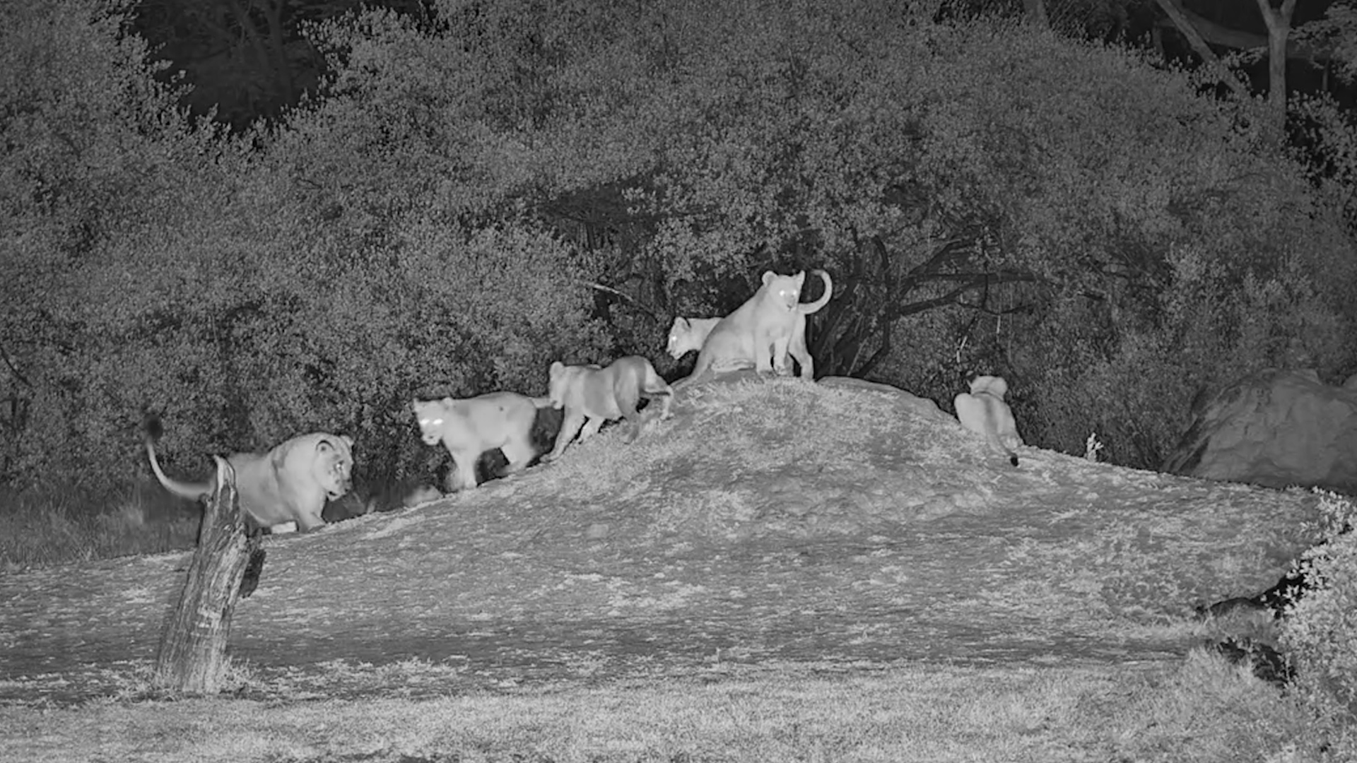 The Lions Have Claimed the Waterhole!