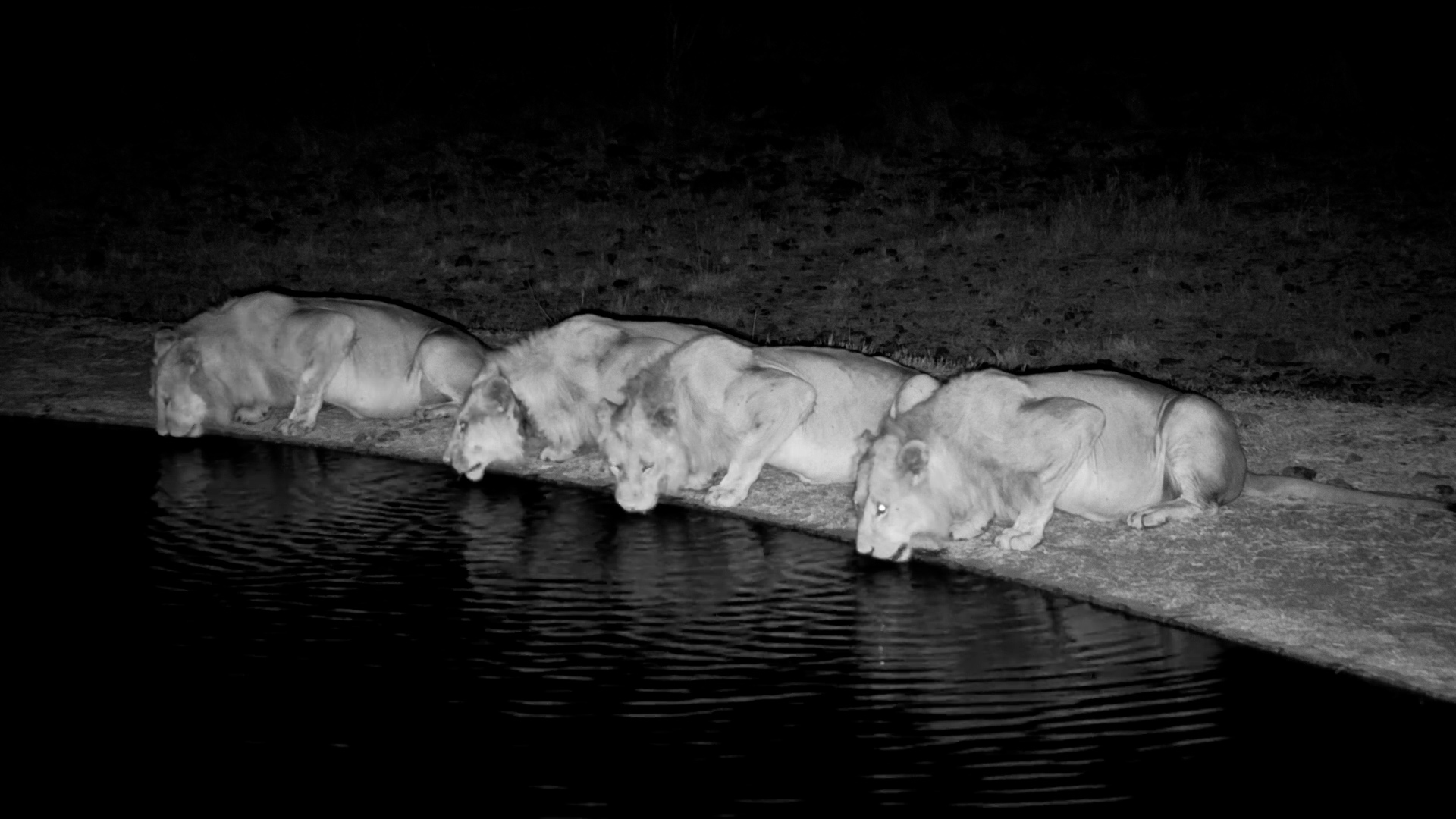 Lions on the Night Shift!