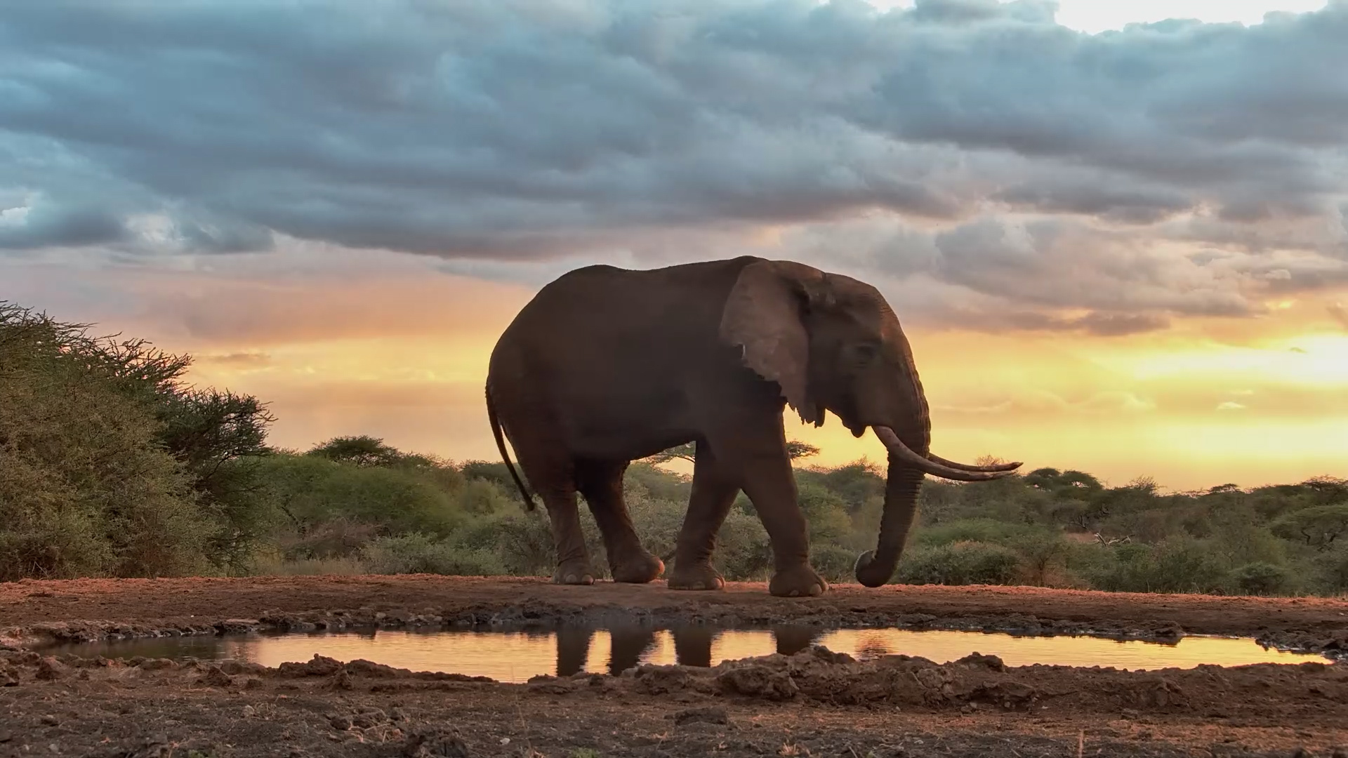 One Elephant, a Drink and Golden Hour