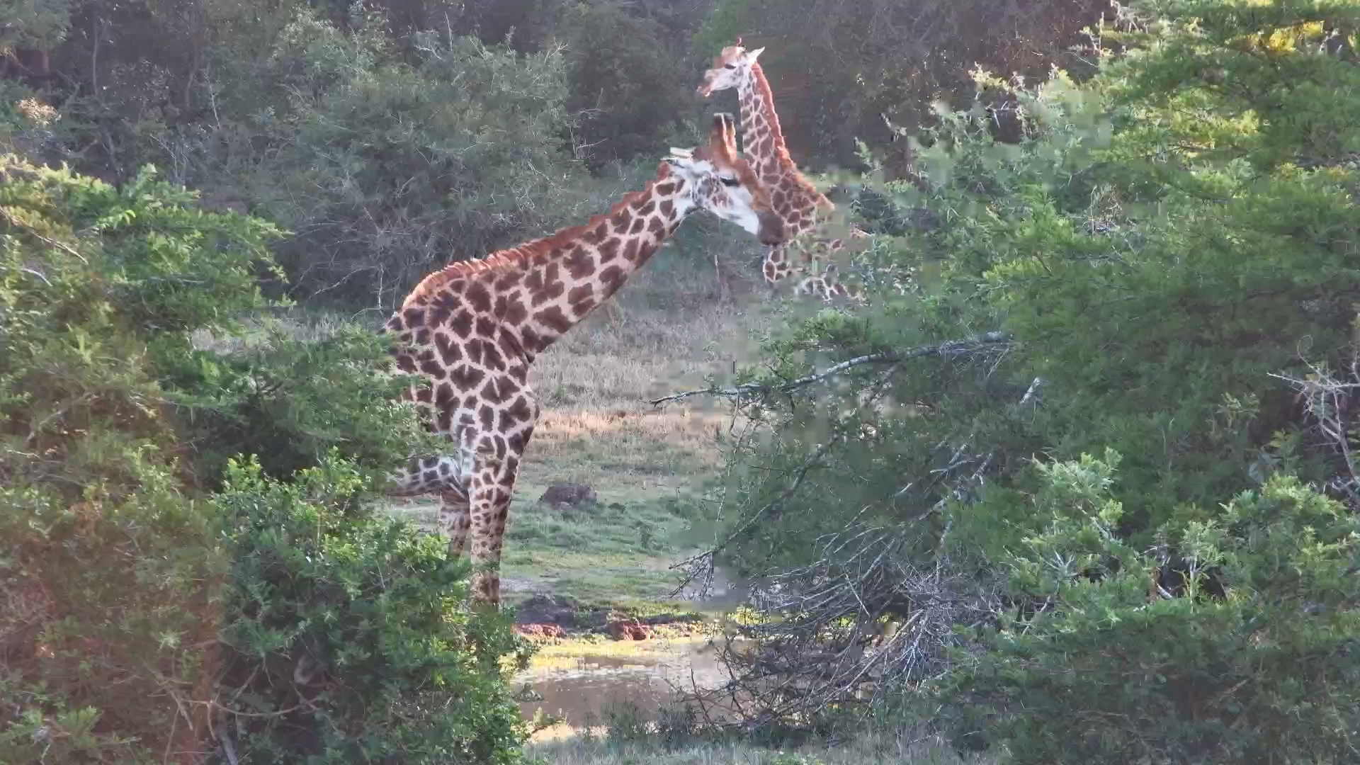Being Tall Has Its Perks!