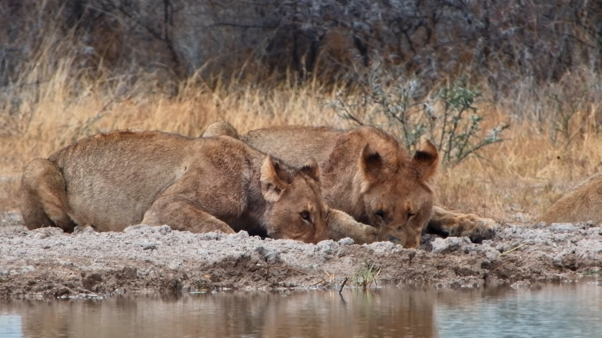 Being a Lion Is Such Hard Work!