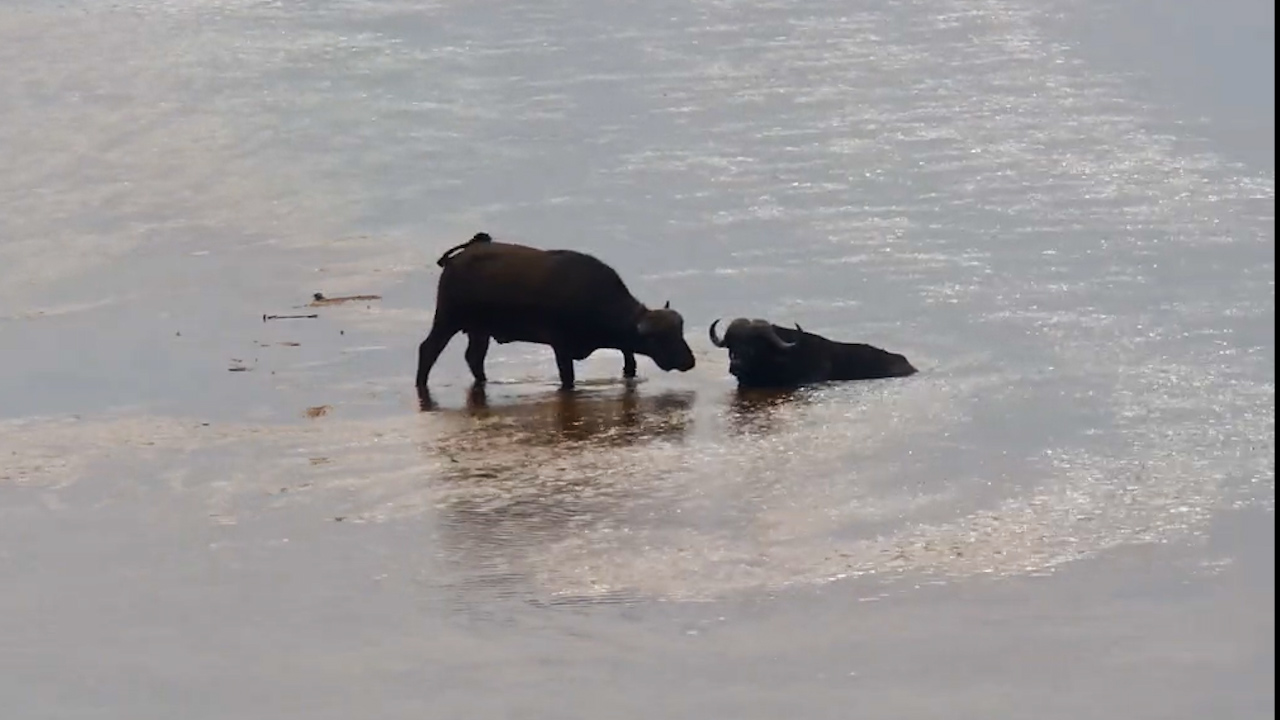 Buffalos Greet In The River