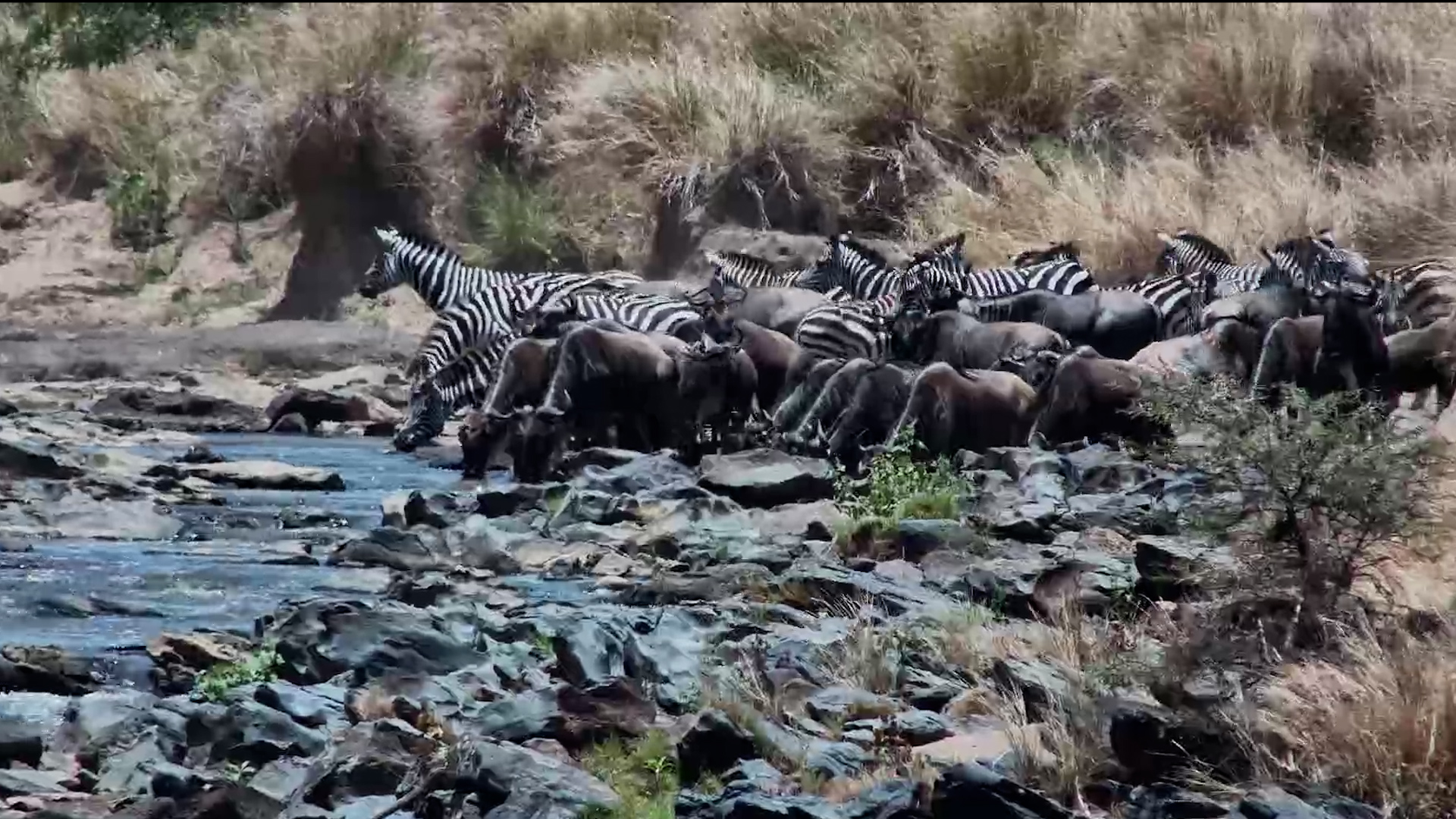 Stripes and Wildebeest Take a River Break!