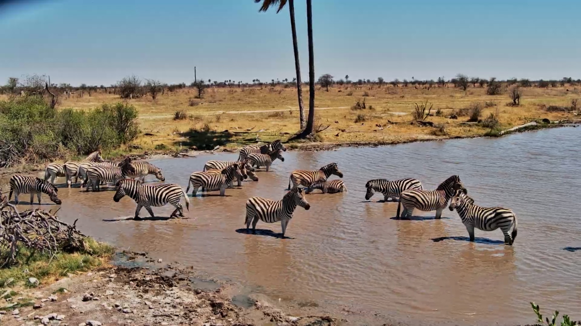 Zebras Enjoy A Relaxing Drink