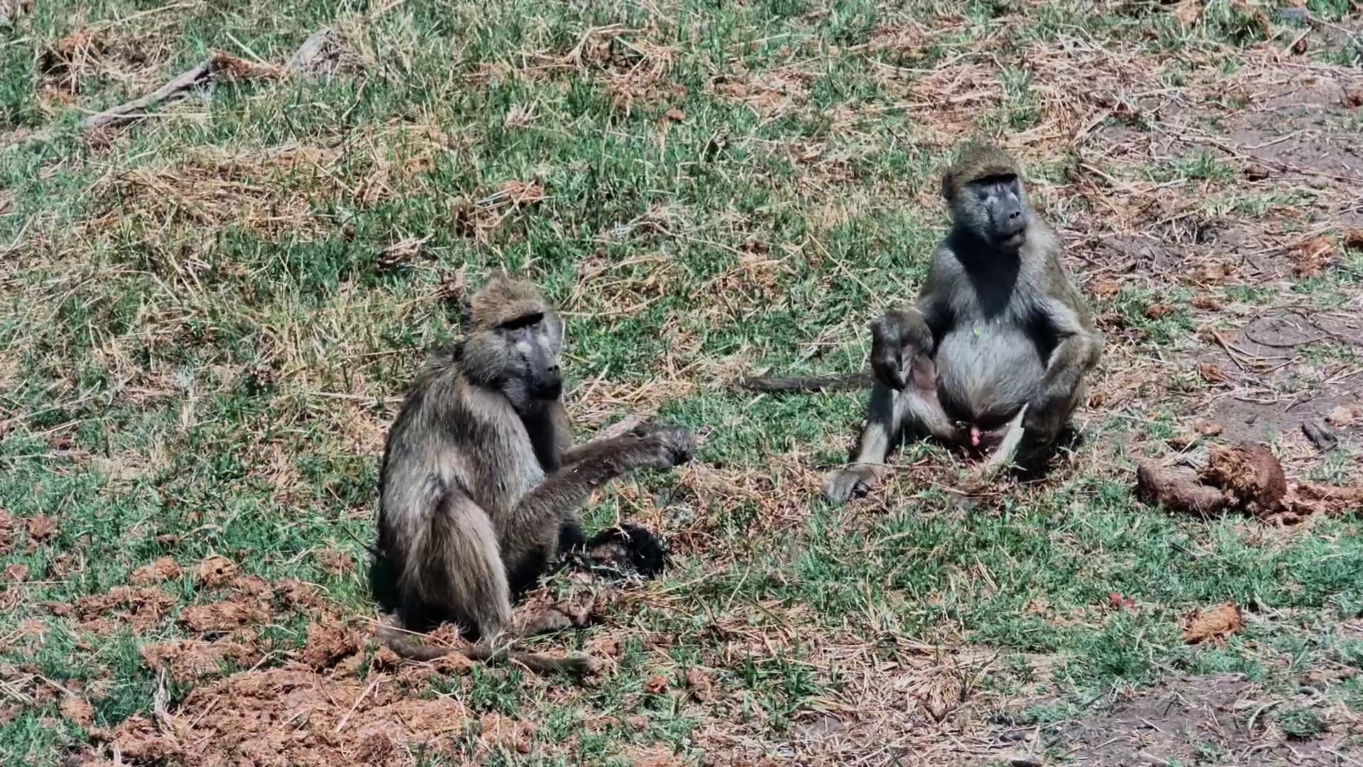 Spring Break, Baboon Style!