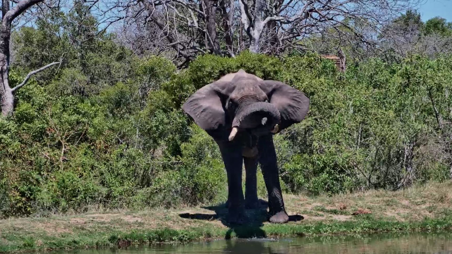 One Big Elephant, One Quiet Drink!