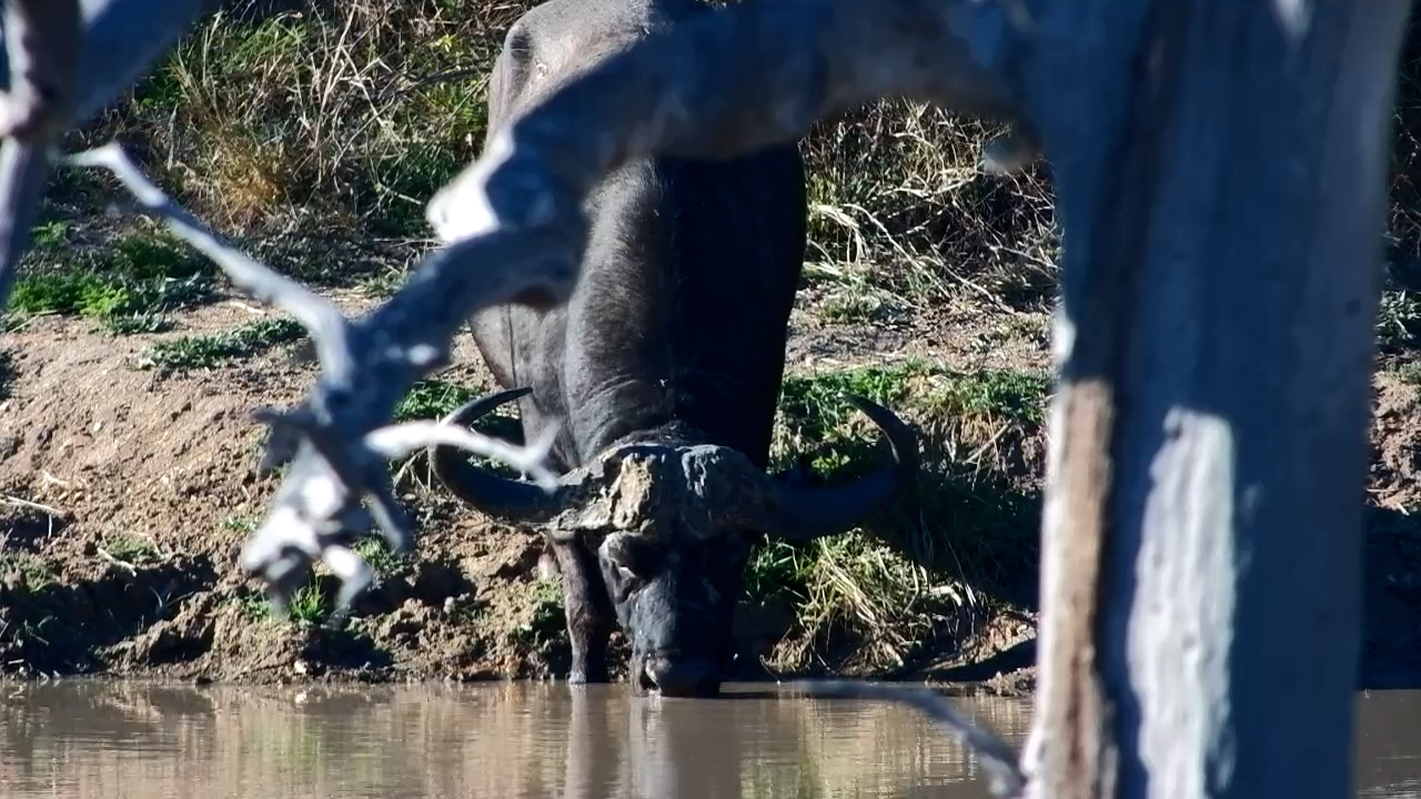 A Buffalo's Quick Waterhole Stop!