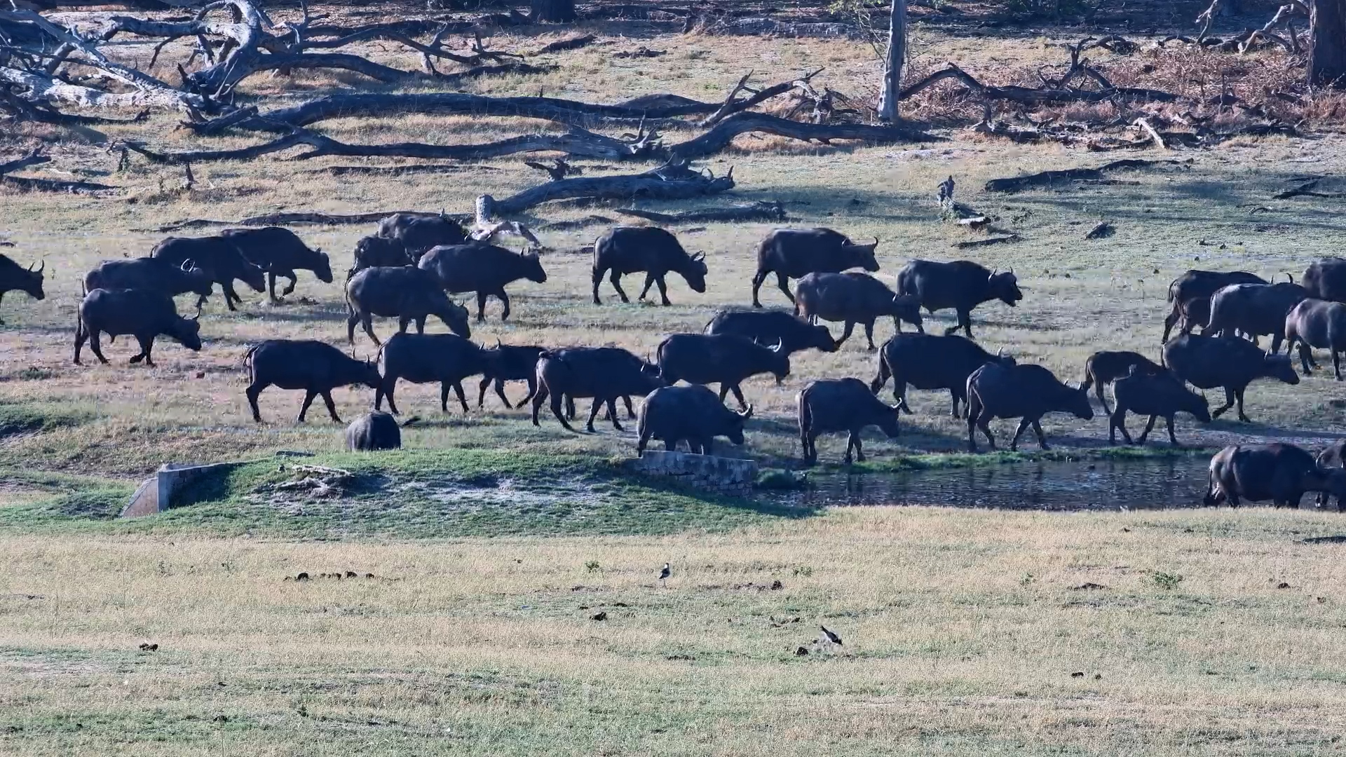 The Buffalo Are Here for a Drink!