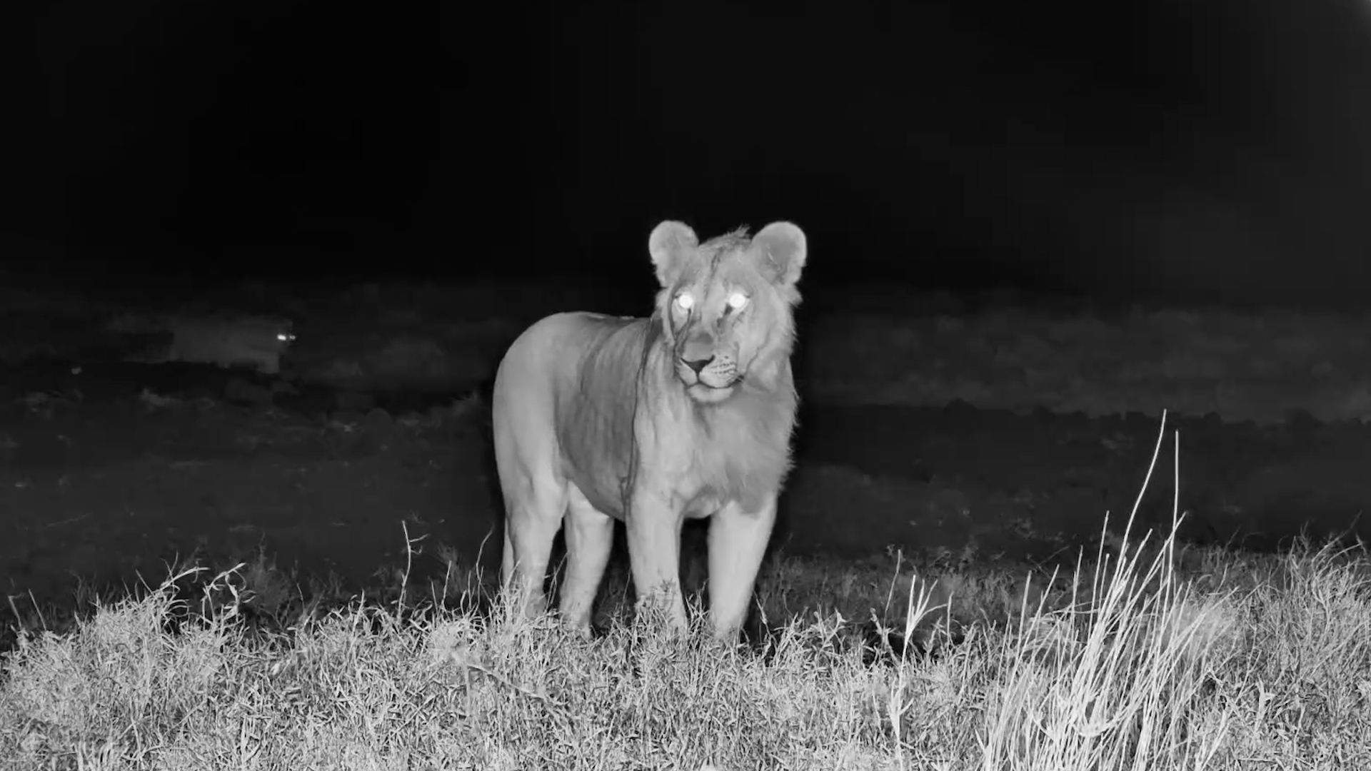 The Young Lions Are Running the Show!