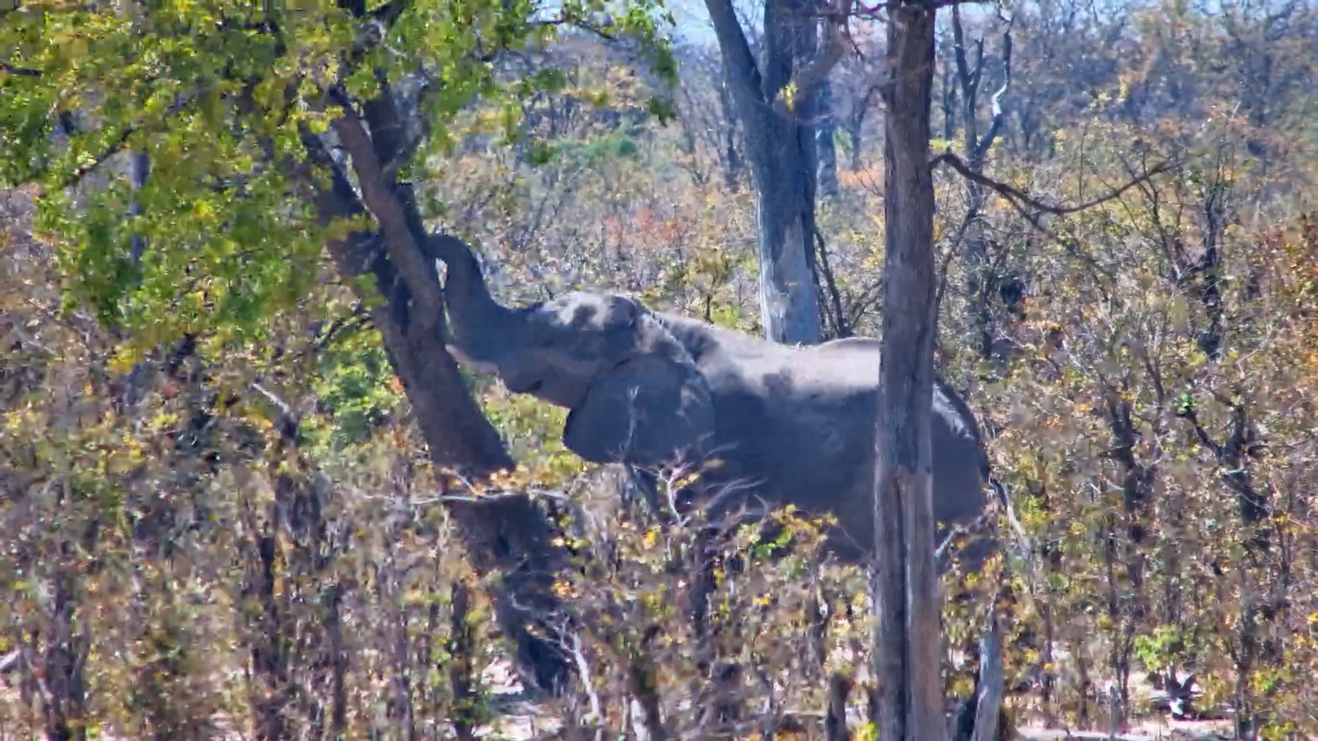 Timber! Elephant Coming Through!