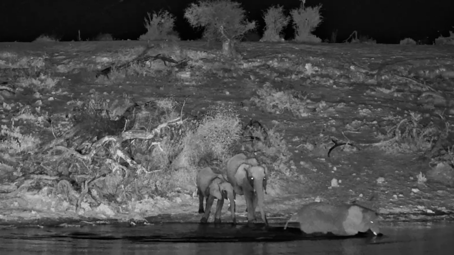 Taking the Scenic Route? Not This Elephant!