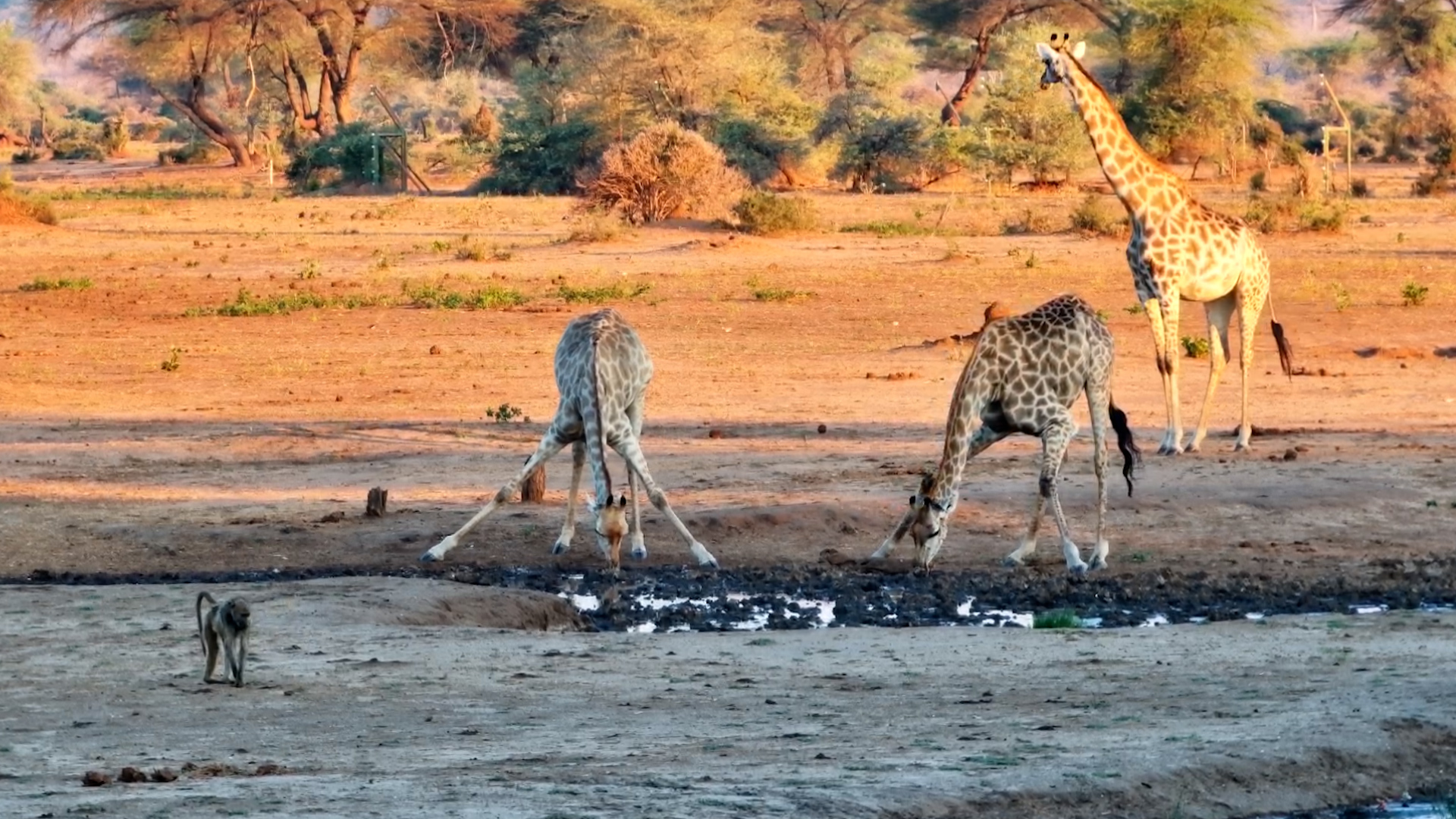 Three Giraffes, One Waterhole!
