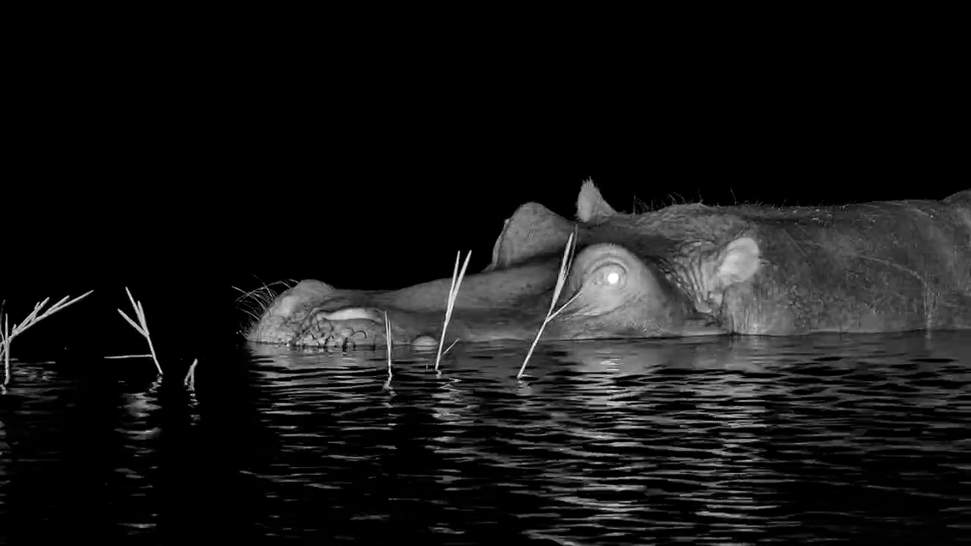 Midnight Munchies for a Hippo!