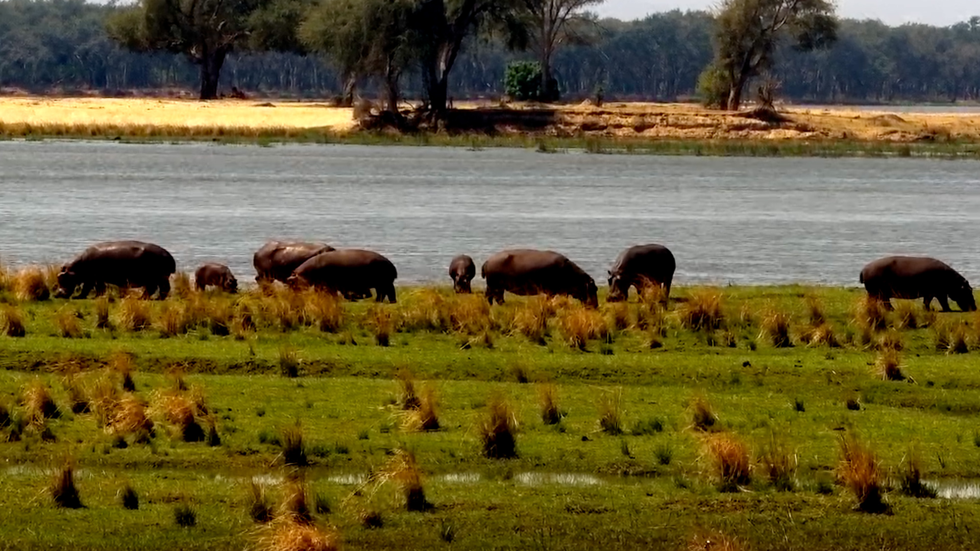 The Hippo Buffet Is Open!