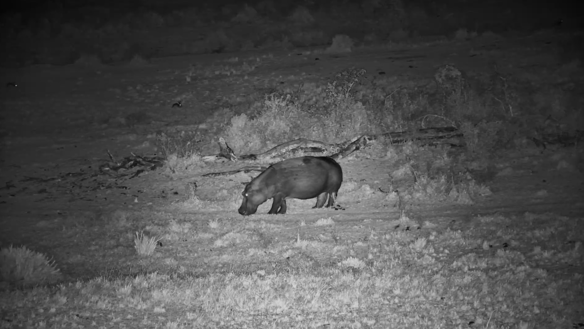 Who Let the Hippo Out?!