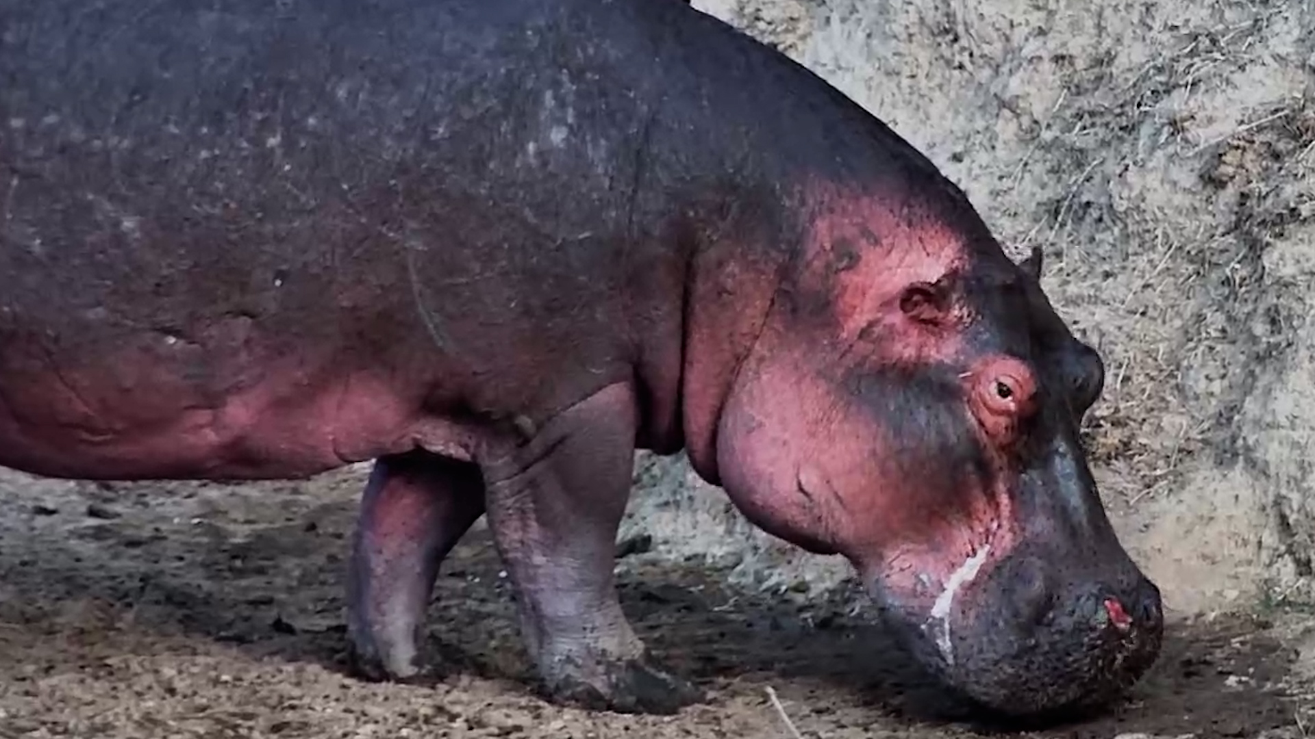 Hungry Hippos Have Places to Be!