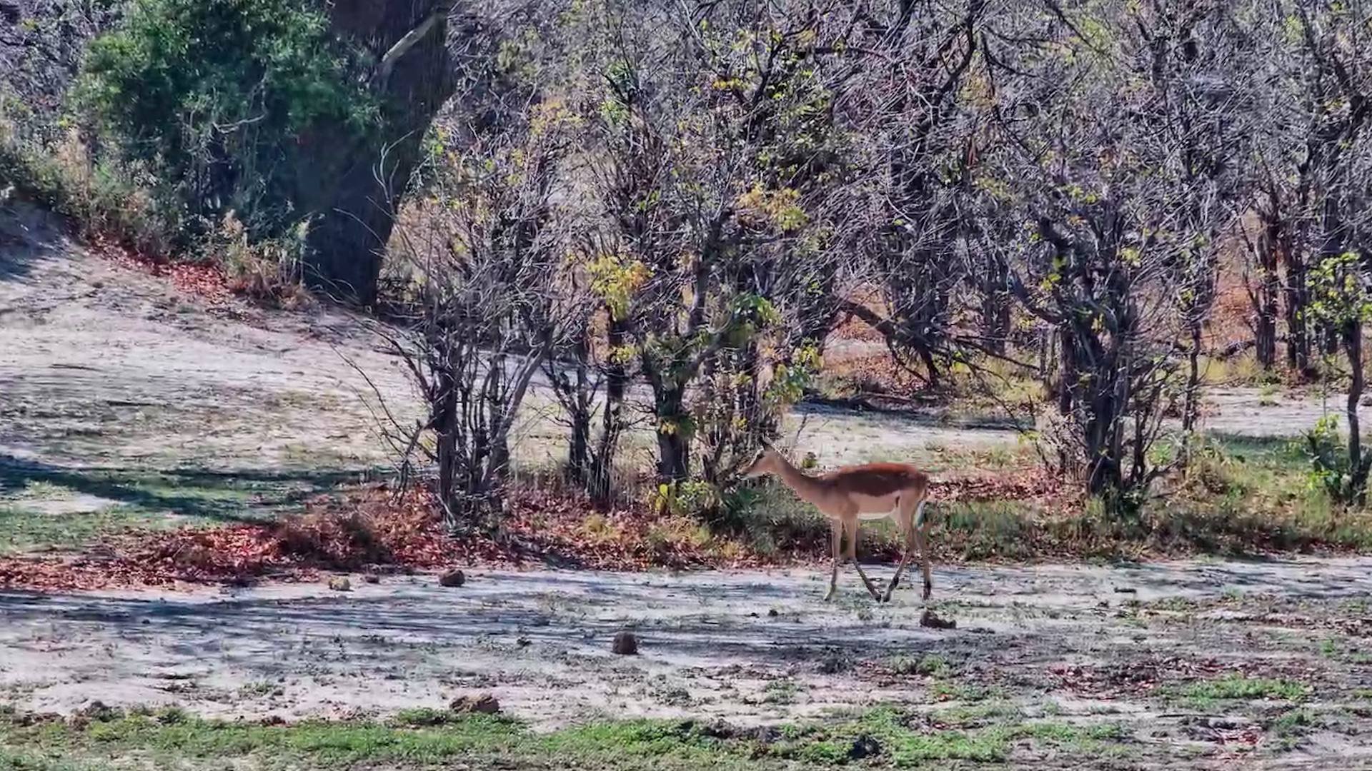 Two Impalas on a Snack Mission!