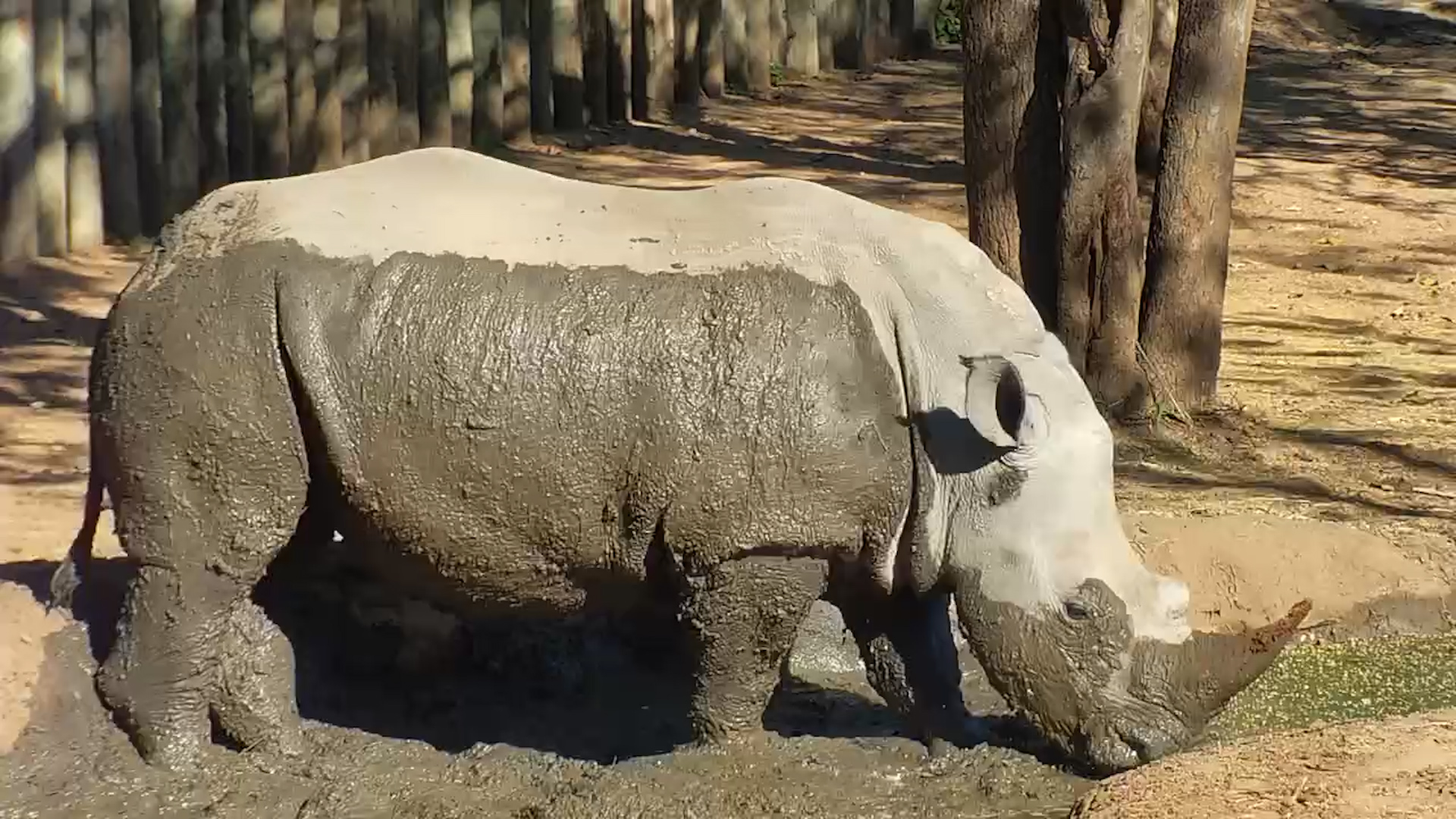 One's Eating, the Other's Wearing Mud!