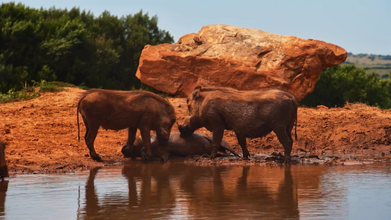 A Little Self-Care, Warthog Style!