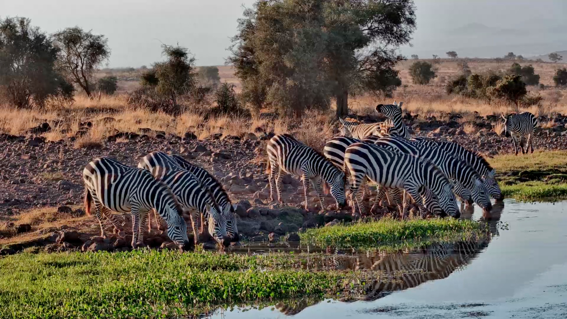 Early Birds? More Like Early Zebras!