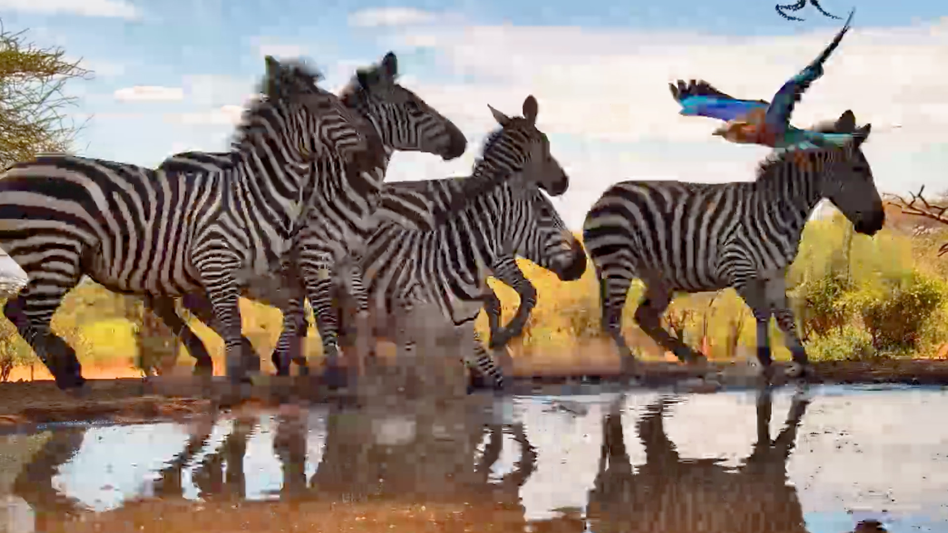 The Waterhole Has a Waiting List!