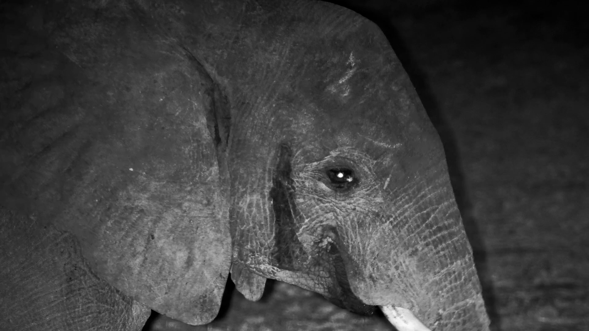 Impala Interrupt This Elephant’s Peace and Quiet