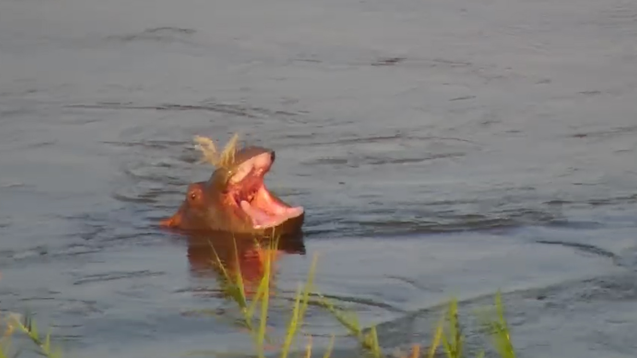 Baby Hippo Shows Off Those Adorable Gummy Jaws