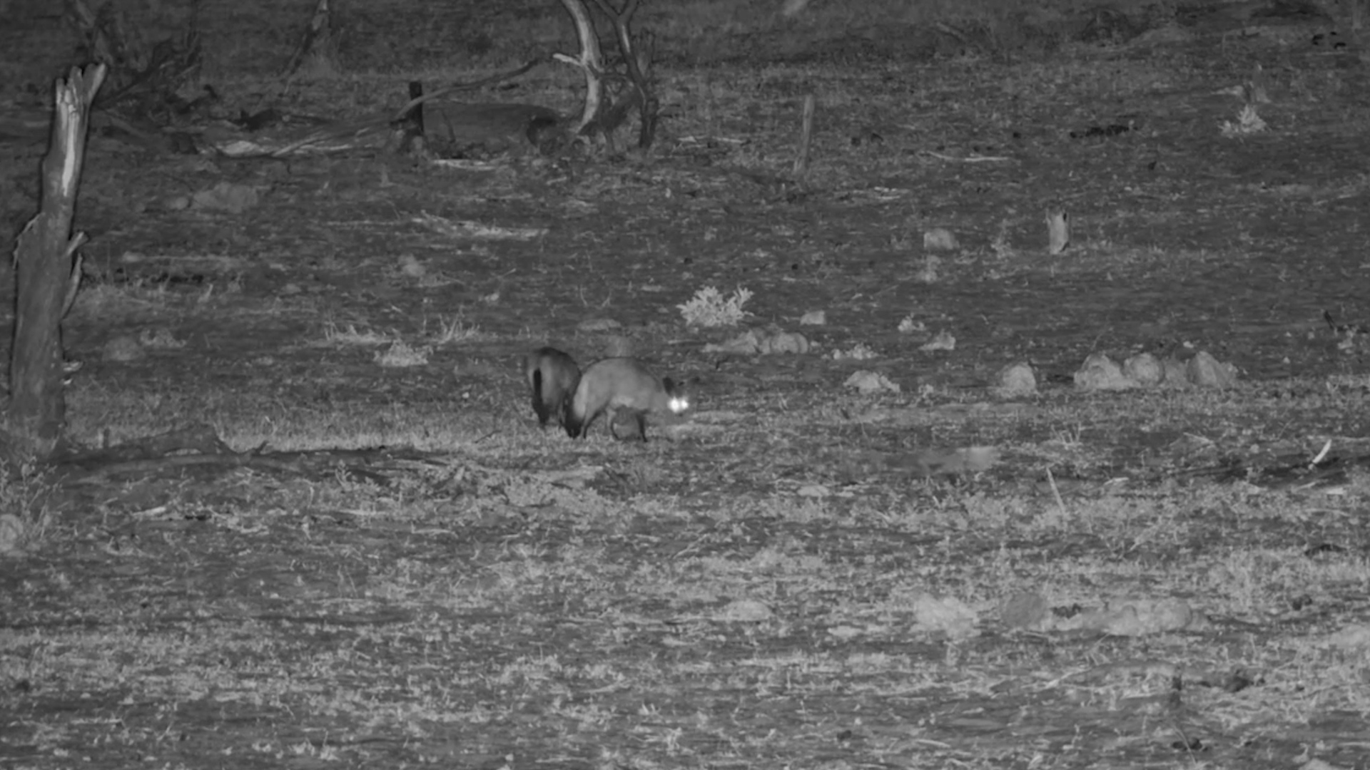 Bat-Eared Foxes Forage Together Under the Cover of Darkness