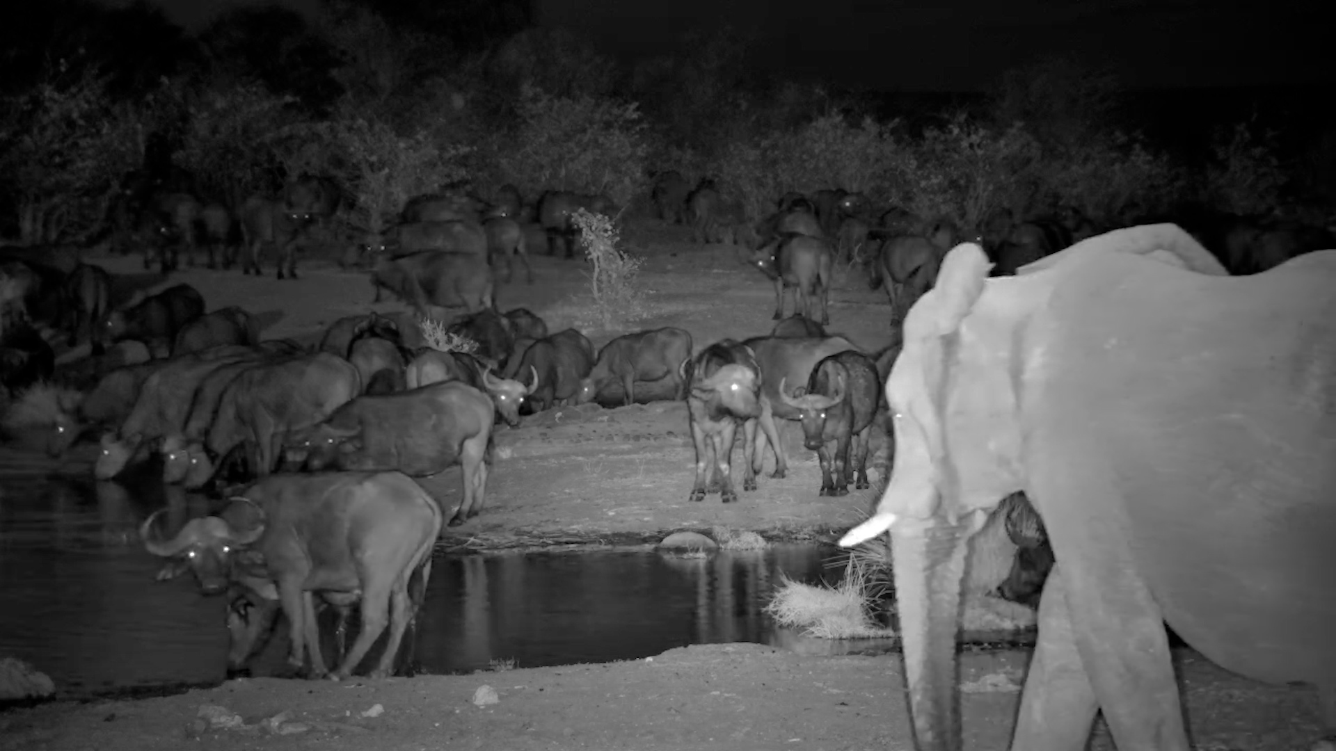 Elephant Tries to Chase Them Off… Crocodile Snaps… Buffalo Don’t Care