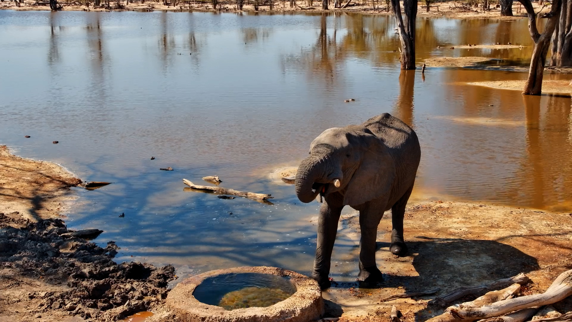 Elephant Takes a Quiet Break by the Water